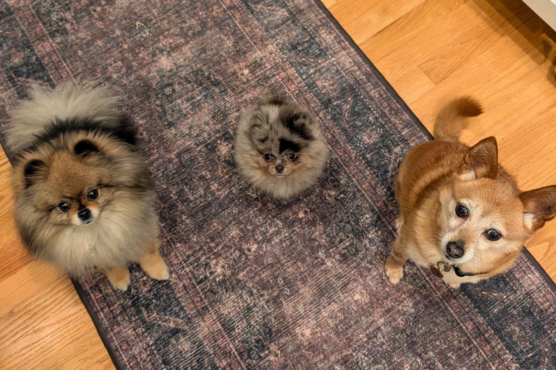 Beignet, Boqui, and Bella on the kitchen rug — the full pom pack at home