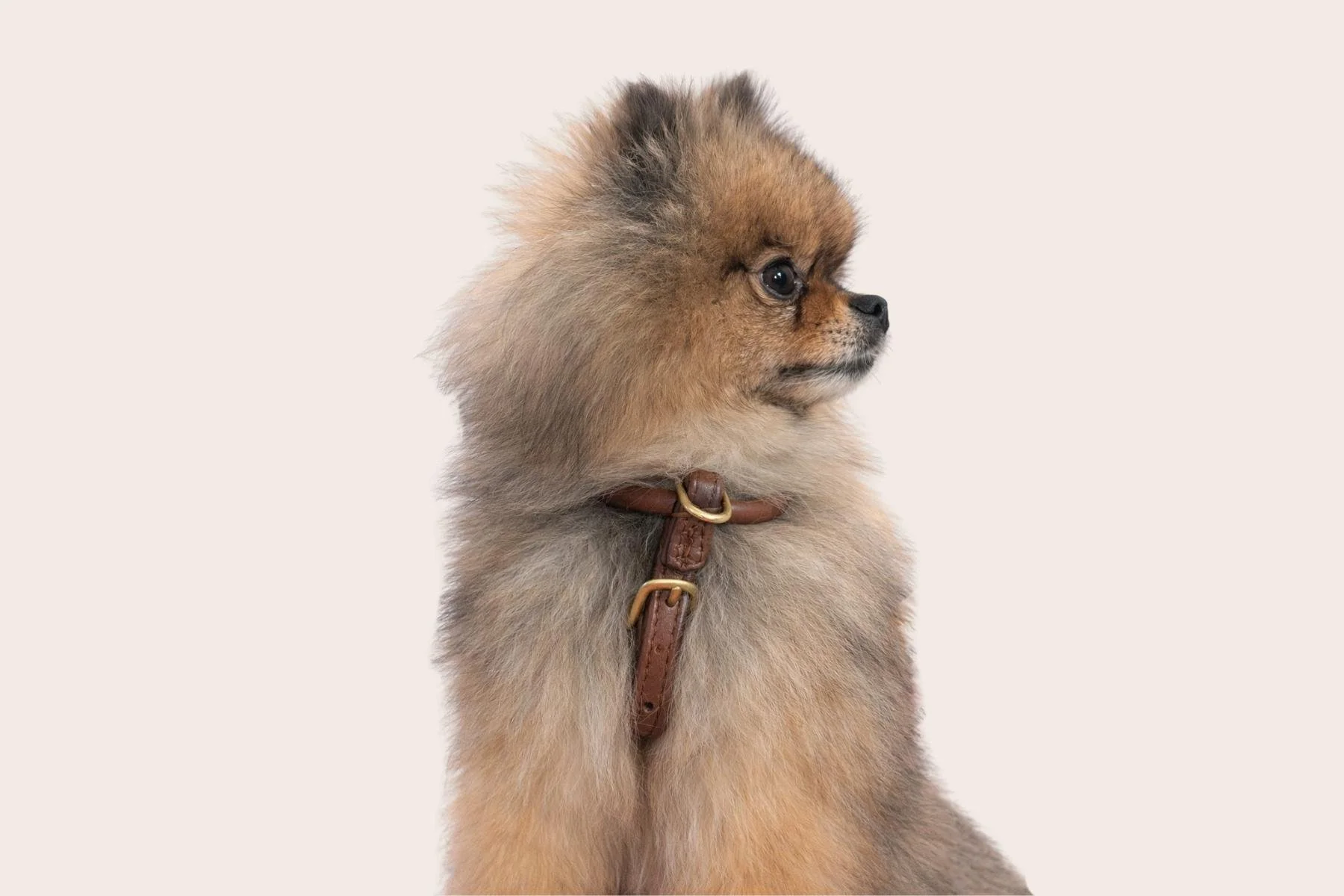 The Best Harness for Pomeranians (What Beignet Wears Every Day)