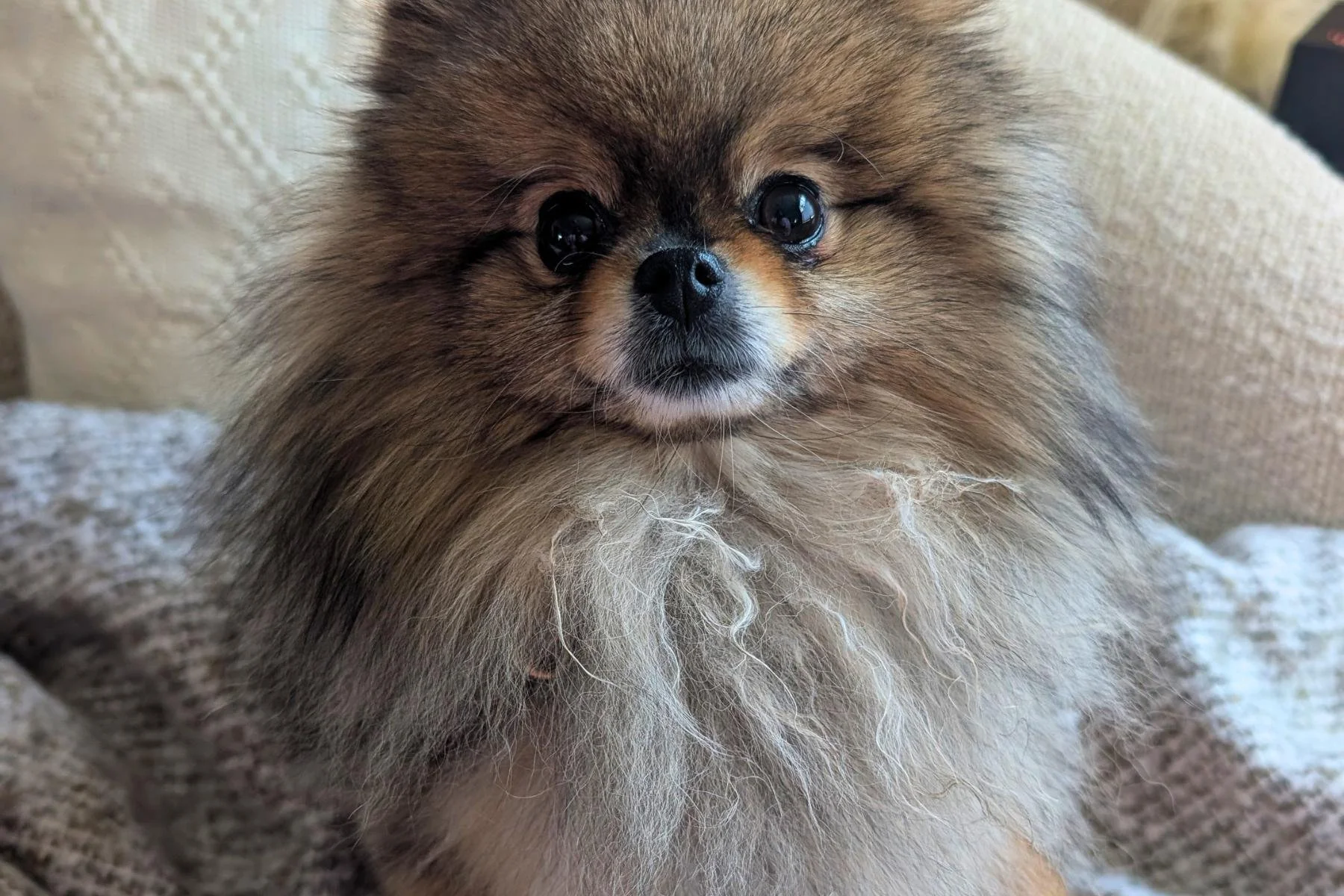 Pomeranian Chest Mats: How to Catch Them Before Your Groomer Does