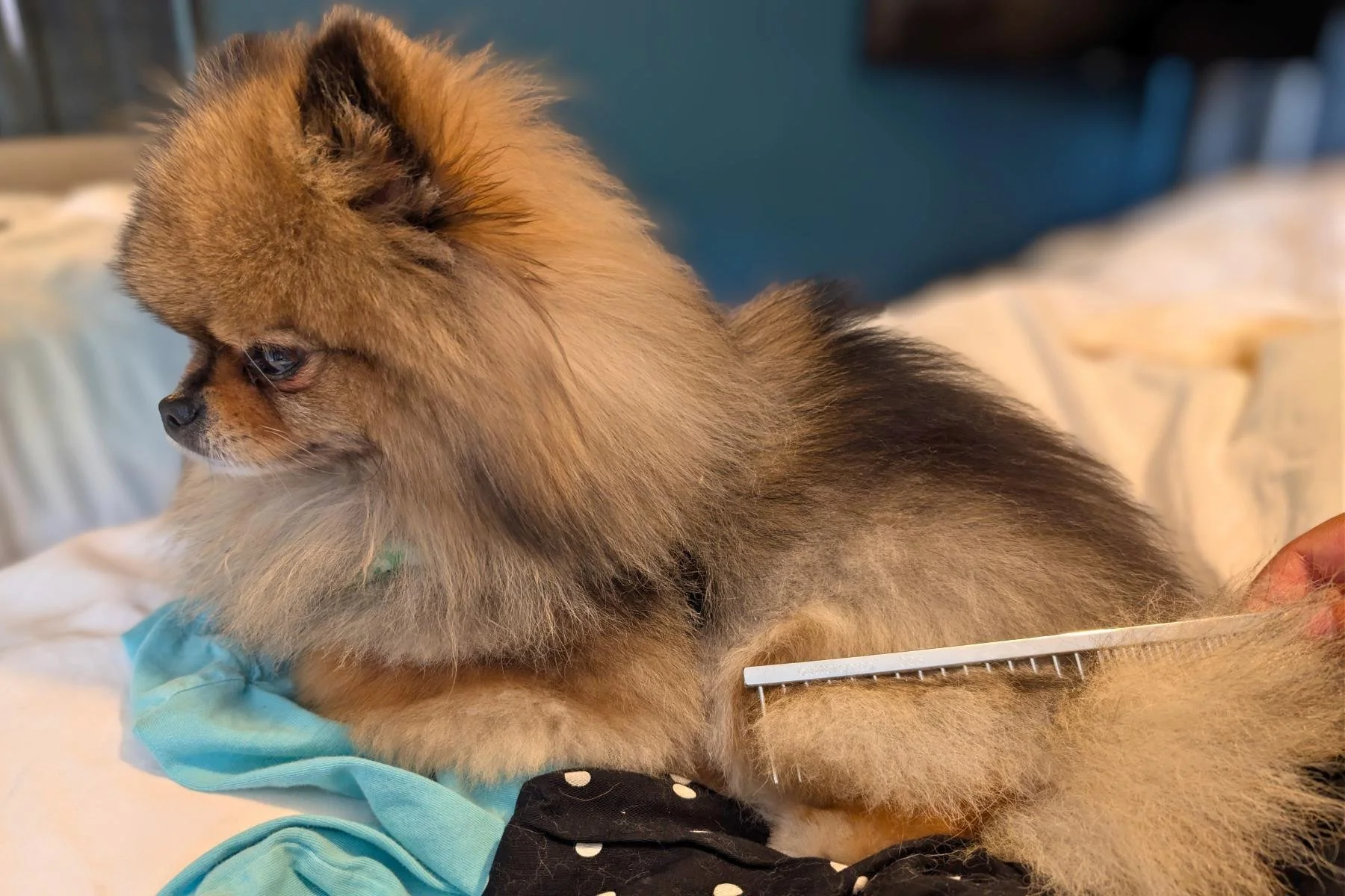 The Best Comb for Pomeranian Undercoat (And How to Actually Use It)