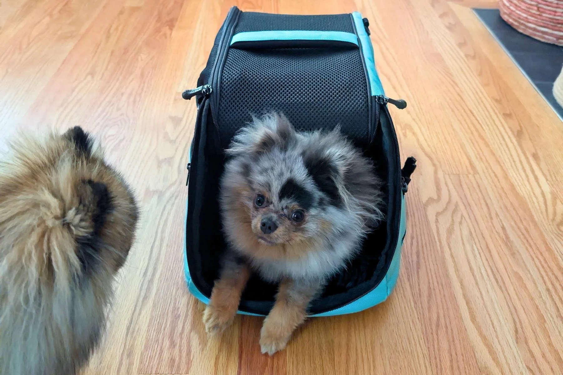 Sherpa vs Sleepypod Air: Two Carriers, Ten Years, Three Pomeranians