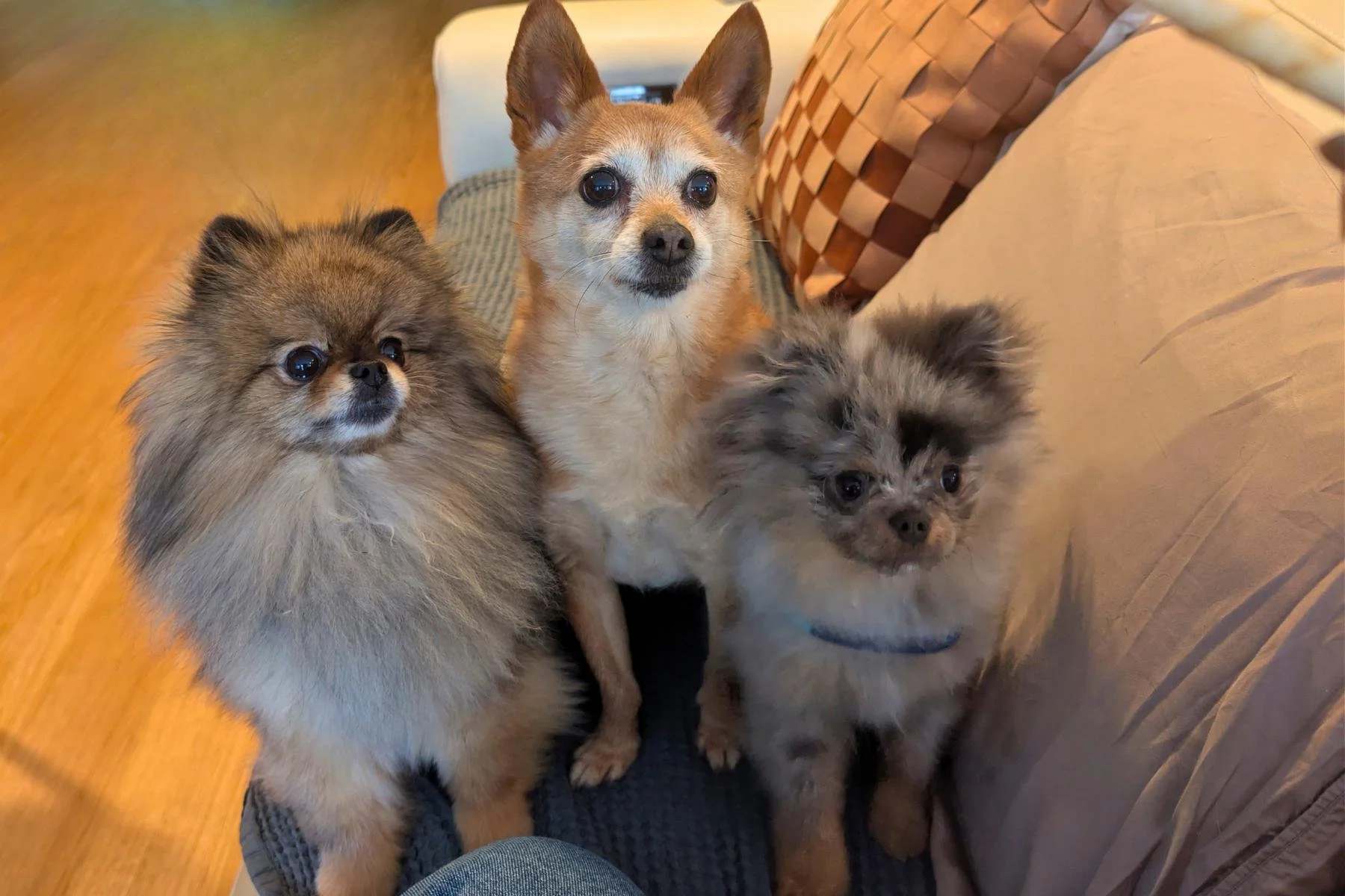 Three dogs sitting together on a living room sofa