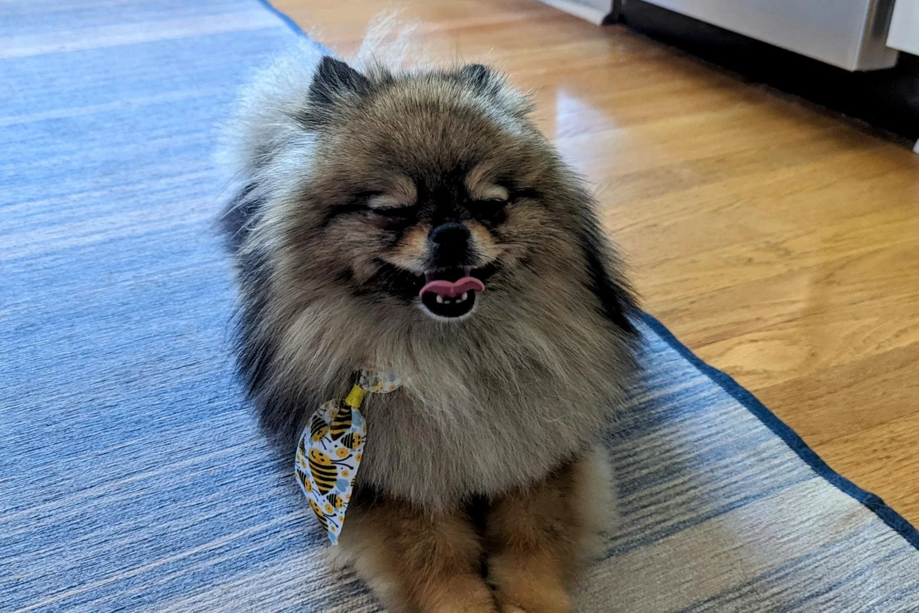 Beignet, a wolf sable Pomeranian, sitting with his full double coat intact