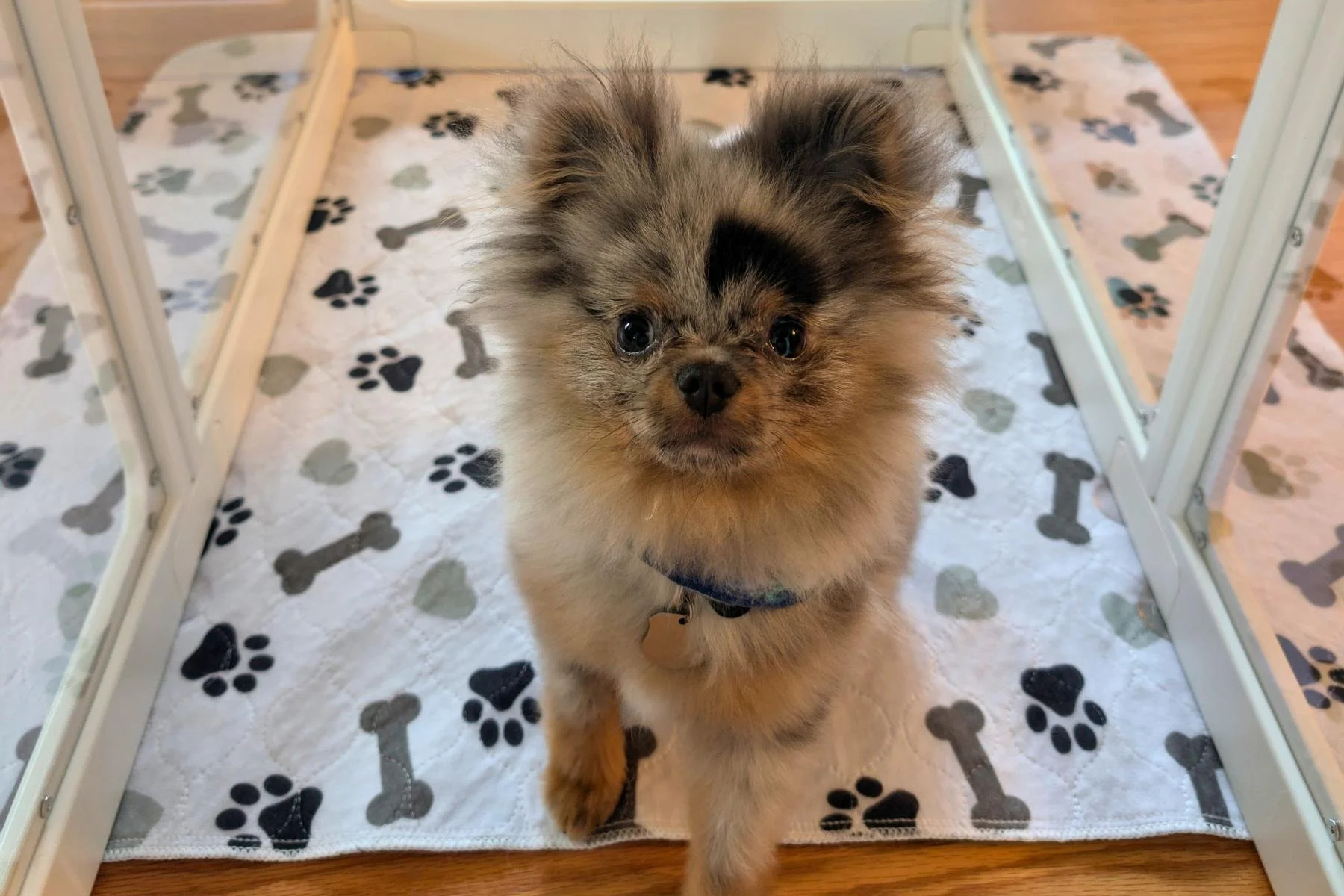 Blue merle Pomeranian puppy sitting on washable pee pad inside white acrylic pen