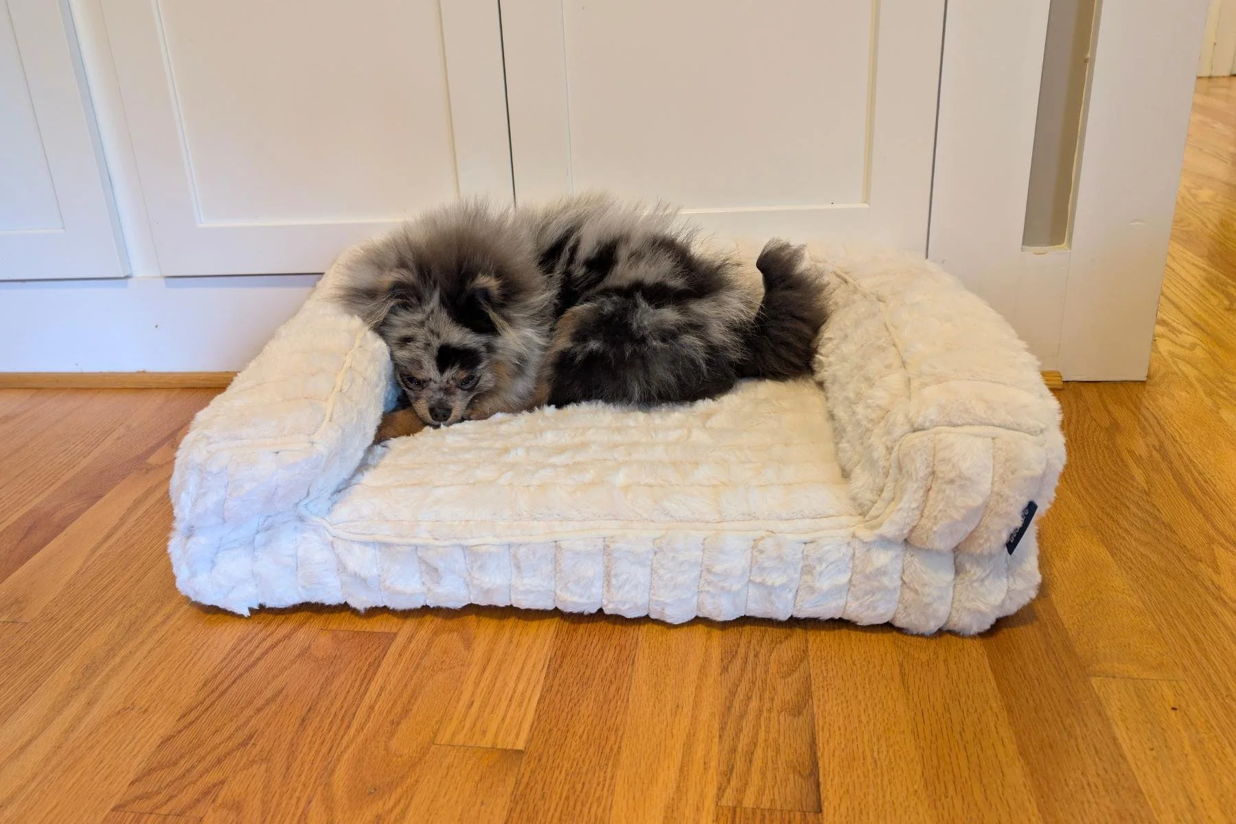 The Best Small Orthopedic Dog Bed We've Found