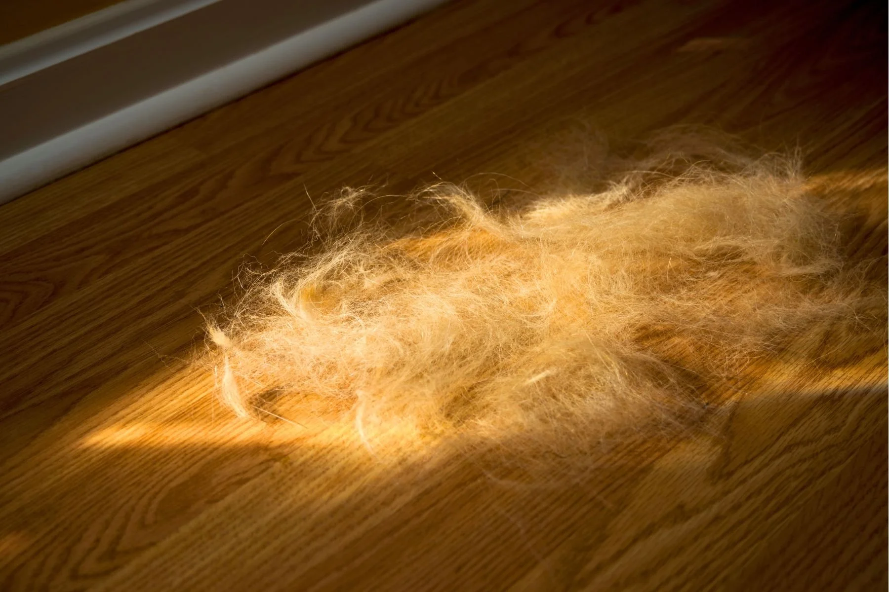 How to Reduce Pomeranian Shedding (Without Damaging the Double Coat)