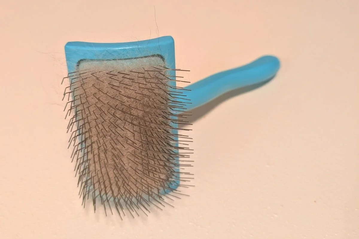 Chris Christensen Big G Slicker Brush showing long polished pins that make it the best brush for Pomeranian double coats