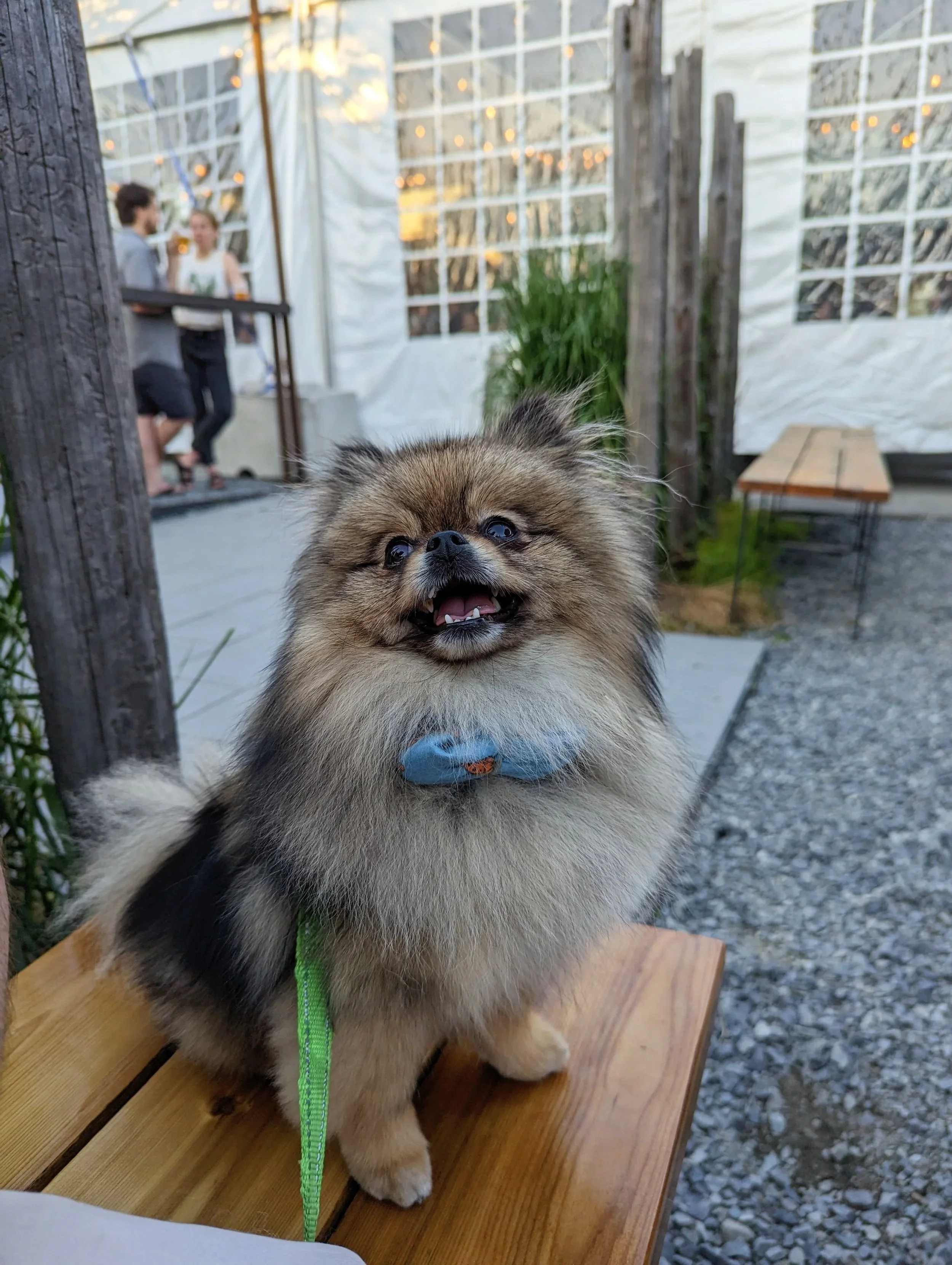 A small Pomeranian dog with a blue bow tie, sitting on a wooden table outdoors, with people in the background near a tent with string lights.