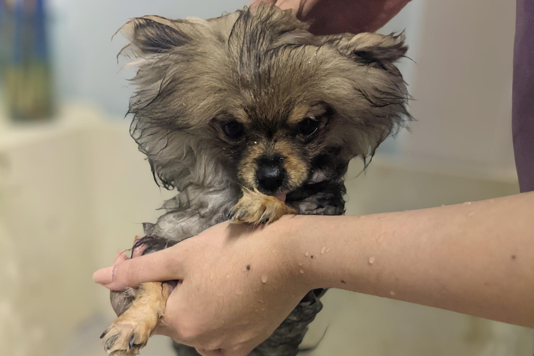 Pomeranian puppy with double coat being bathed