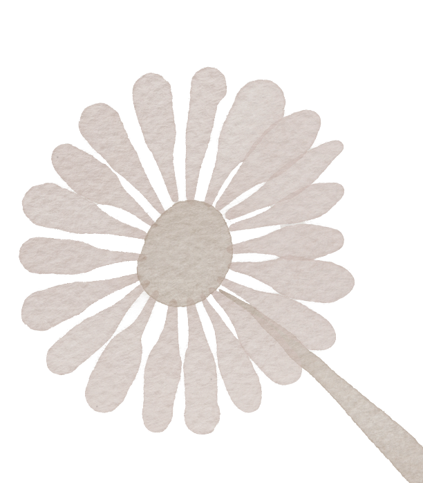 A white paper daisy with a yellow center and long petals.