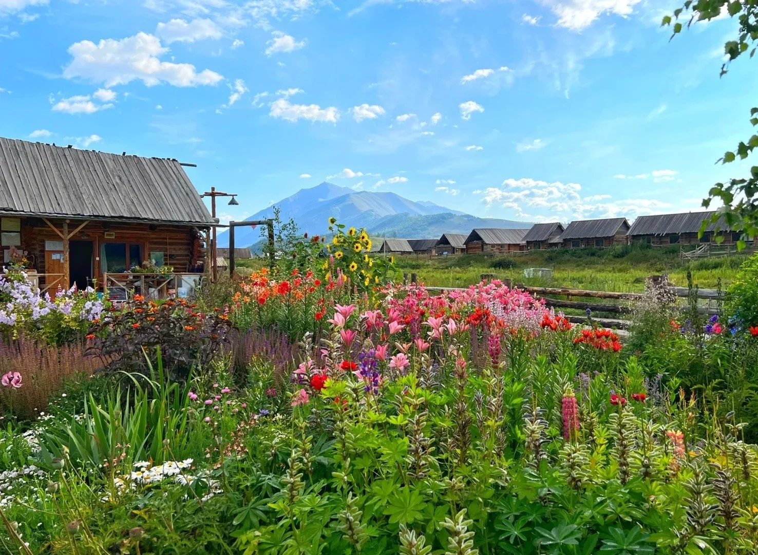 Colorful garden with various flowers in front of wooden houses and mountains under blue sky with clouds. Hemu xinjiang summer