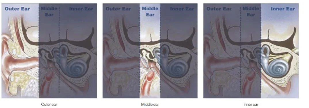 An image showcasing a side-by-side comparison of the anatomy of the outer, middle, and inner ear, with labeled sections for each part.
