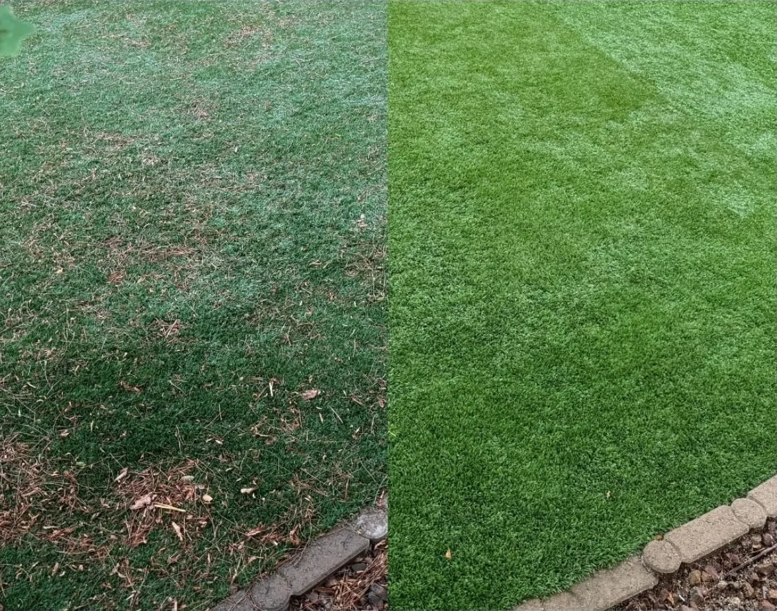 Comparison of two lawns, one with patchy, dull grass with dead leaves and uneven growth, and the other with lush, vibrant, evenly cut green grass, separated by a small border of stones.