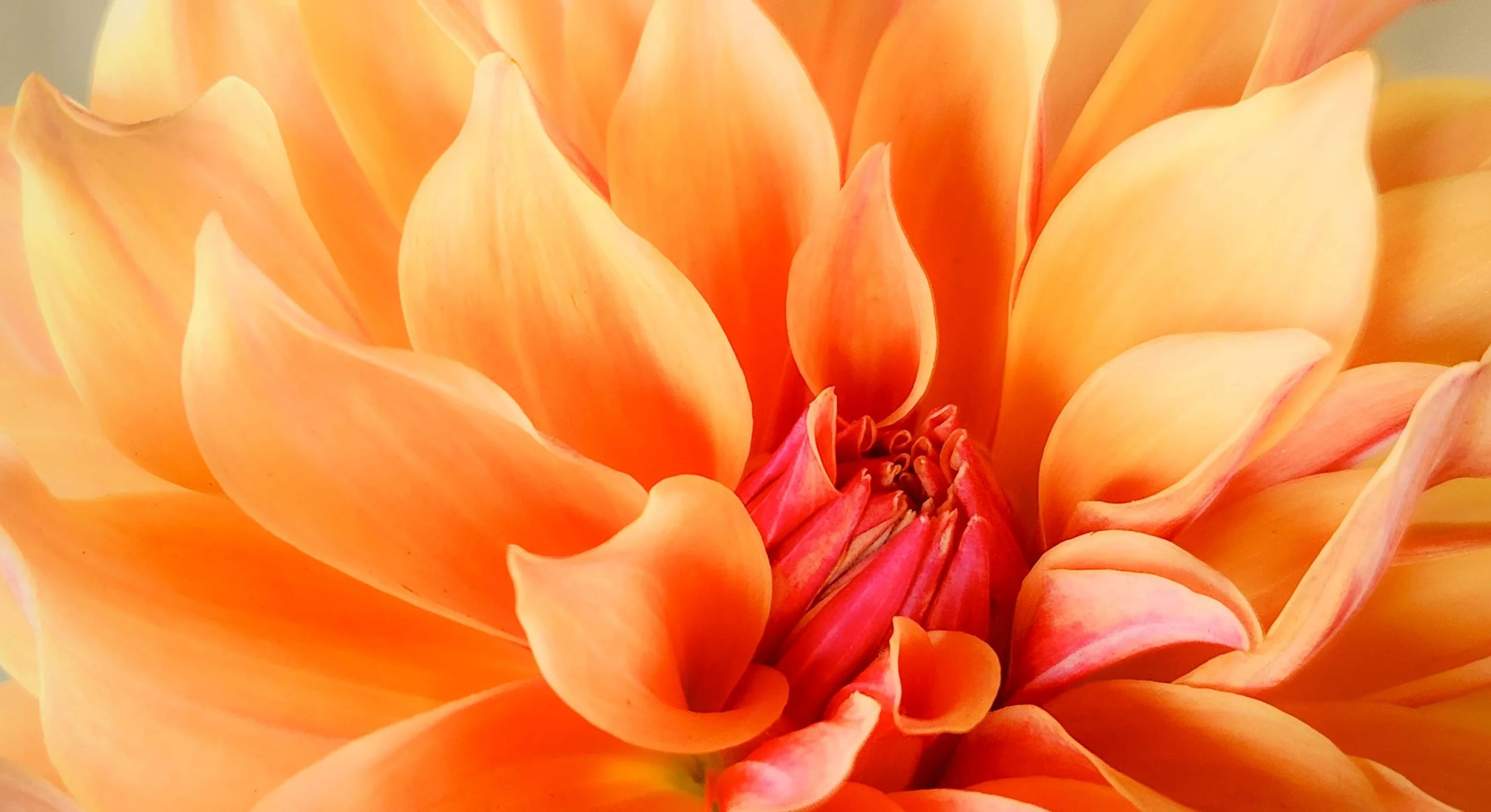 Dahlias - Inner Strength