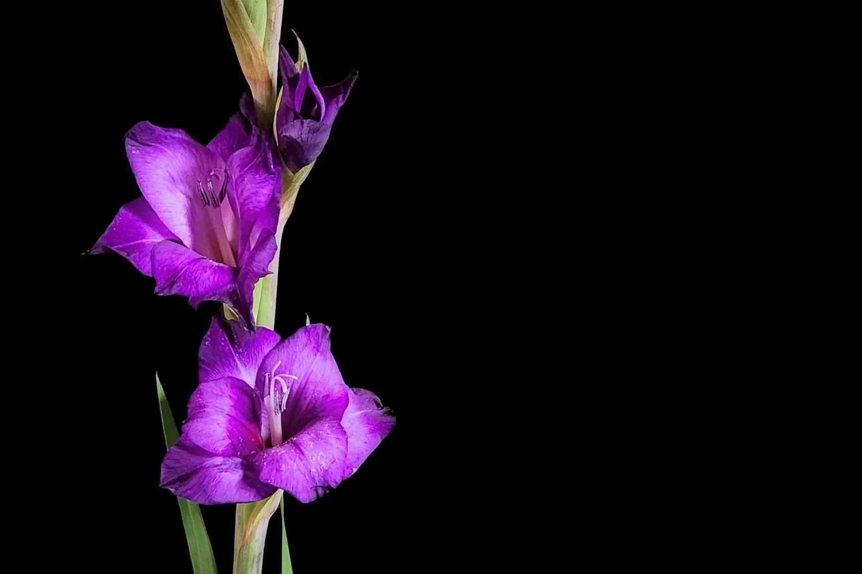 Gladiolus - Infatuation