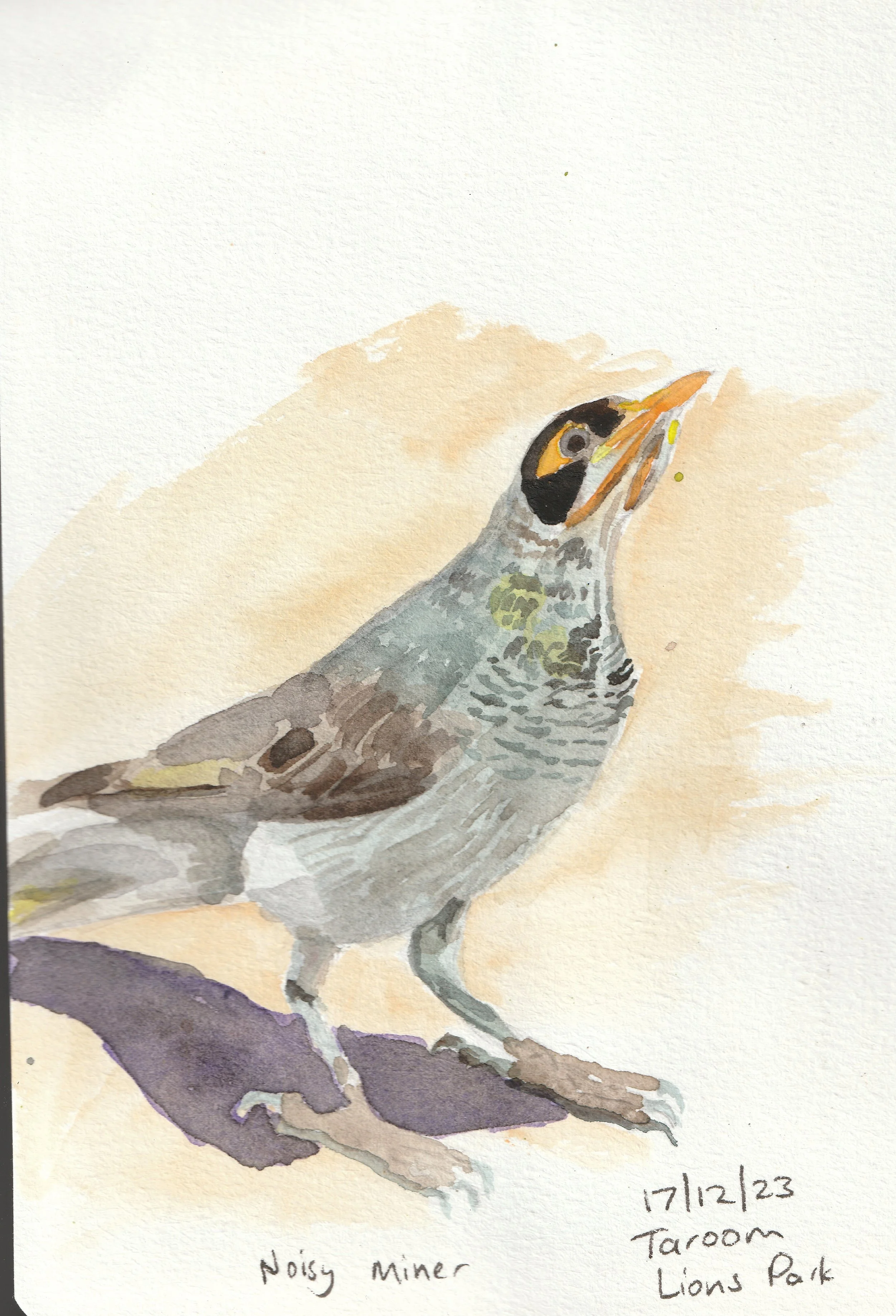 Watercolour in A5 sketchbook. Curious miner bird.