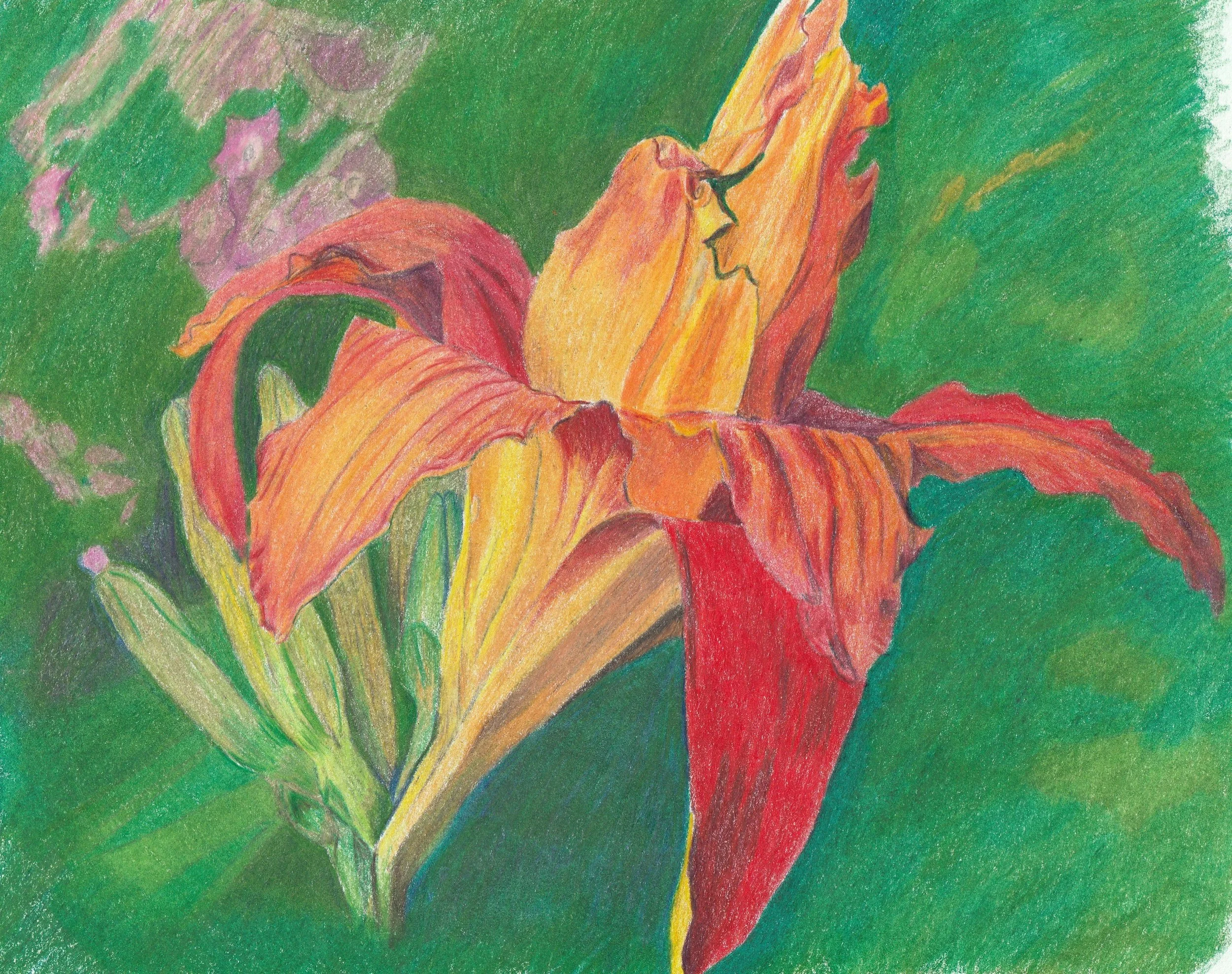 Coloured pencil. Flower from  Monet's garden