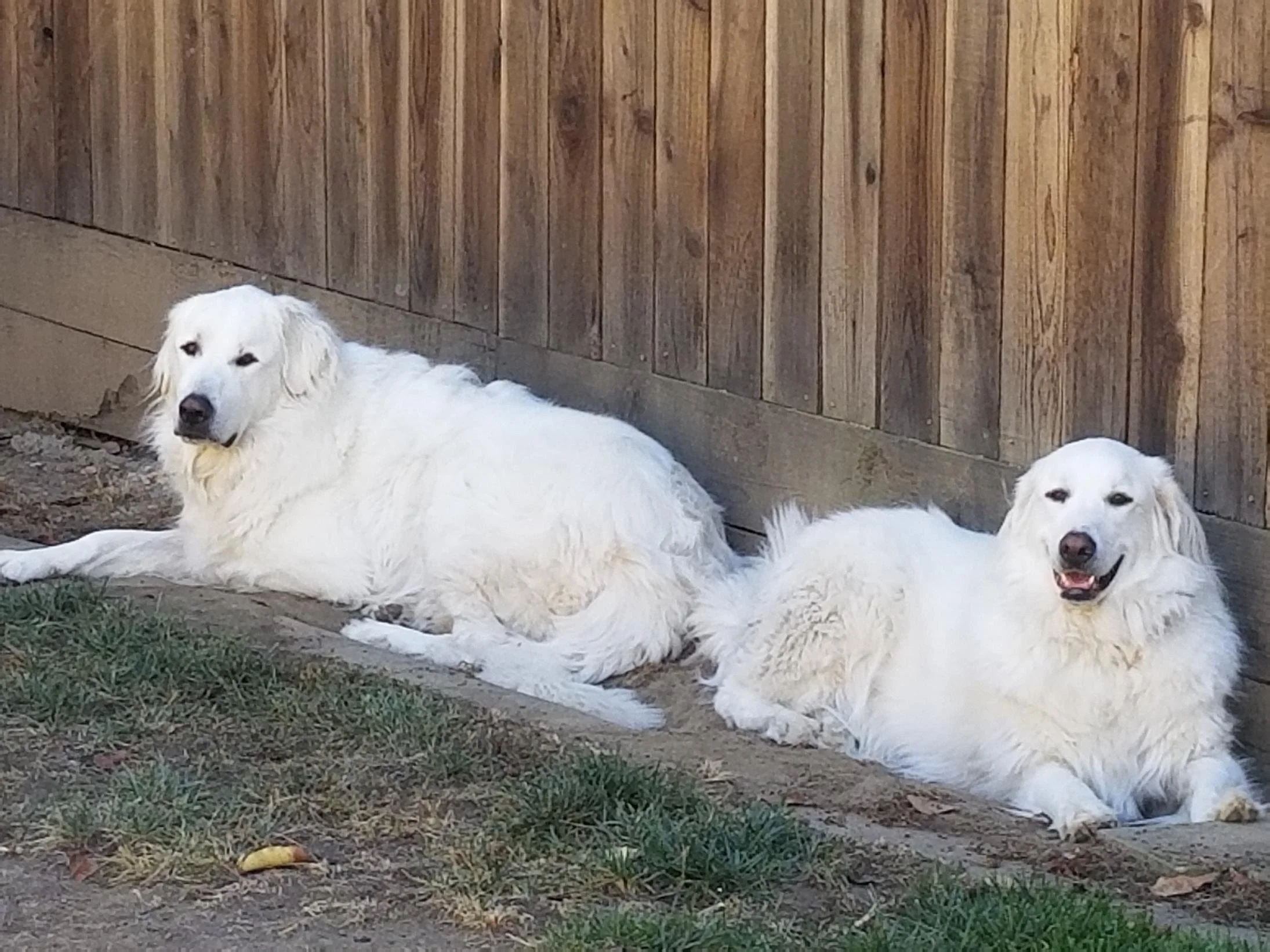 Anthony A. Snow has 2 Great Pyrenees named Tank & Pearl.