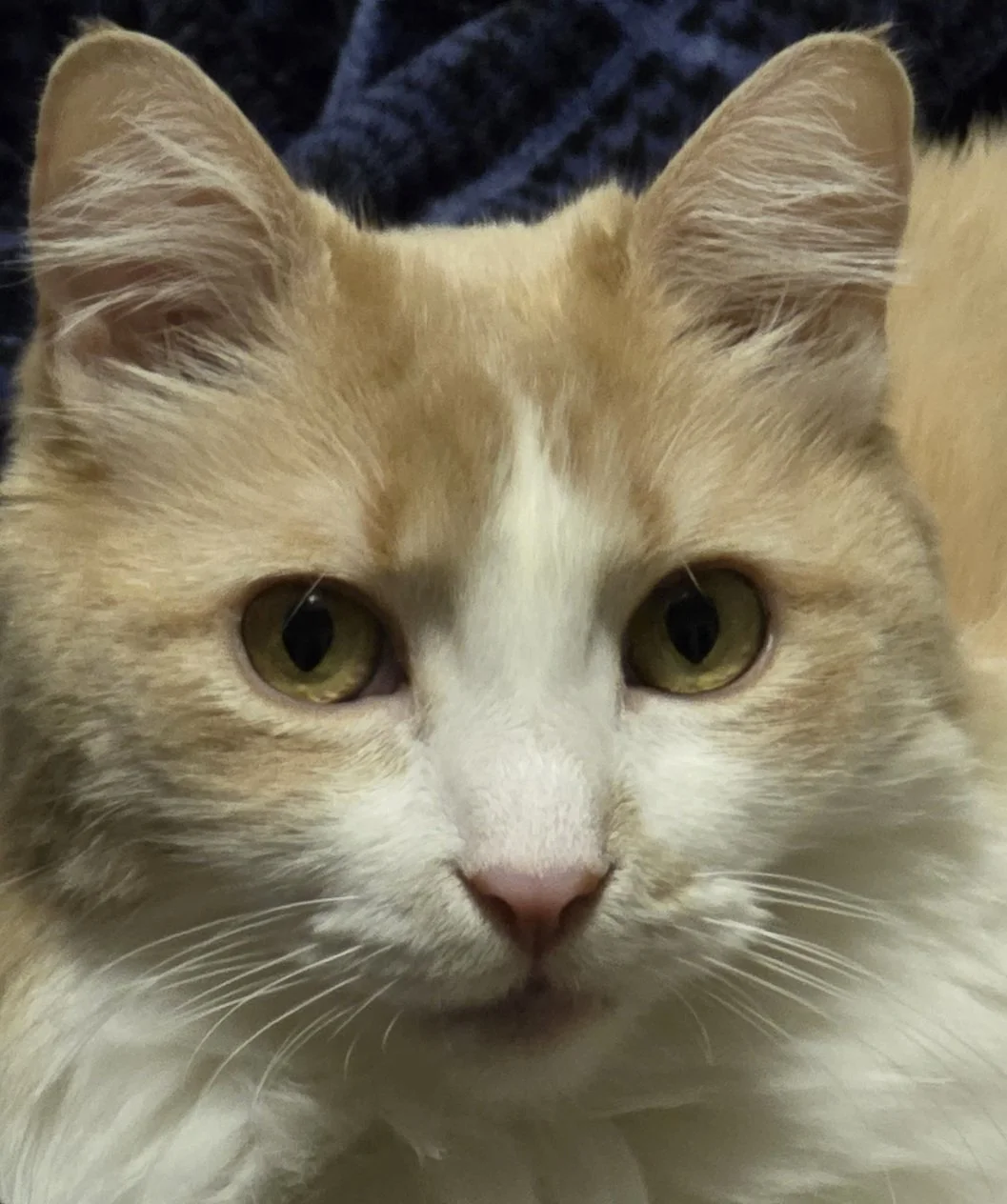 Anthony A. Snow has a cat named Sophia.