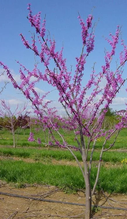 Redbud.JPG