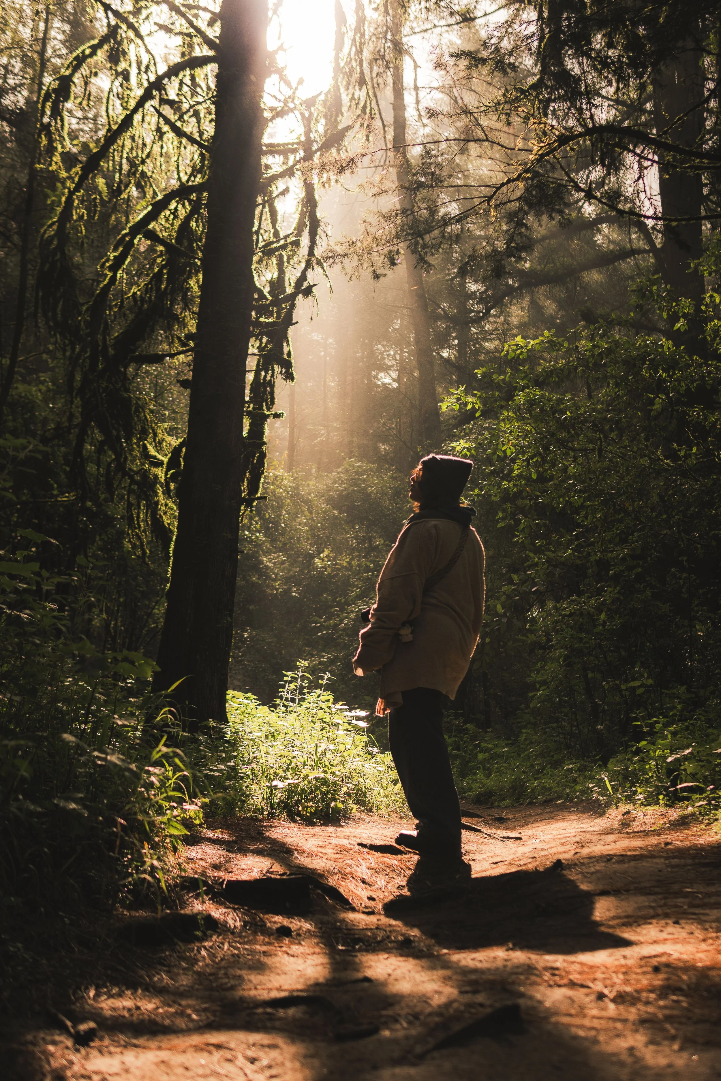 Person standing on a forest trail with sunlight filtering through tall trees.