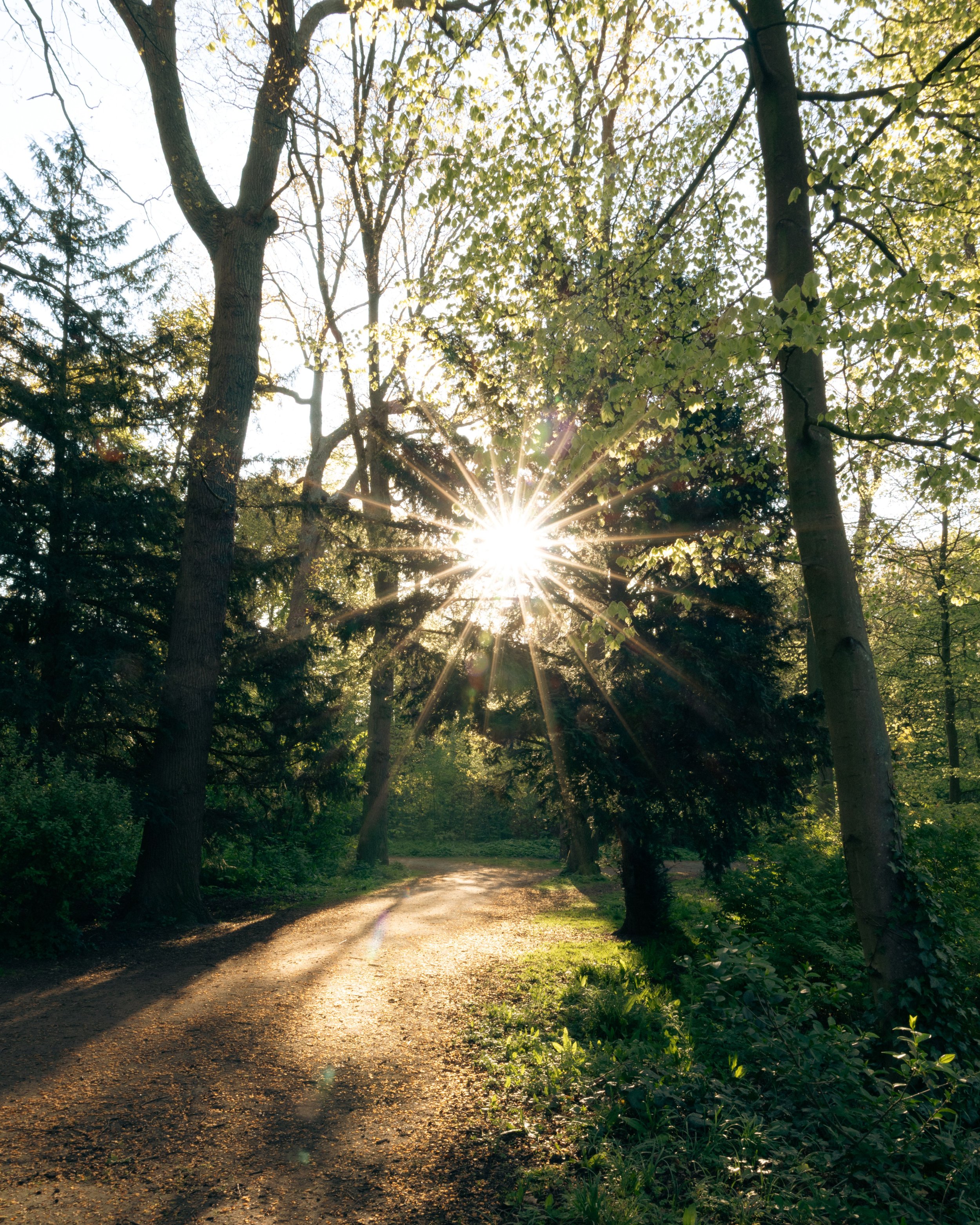 Forest trail during sunset with sunlight shining through the trees.