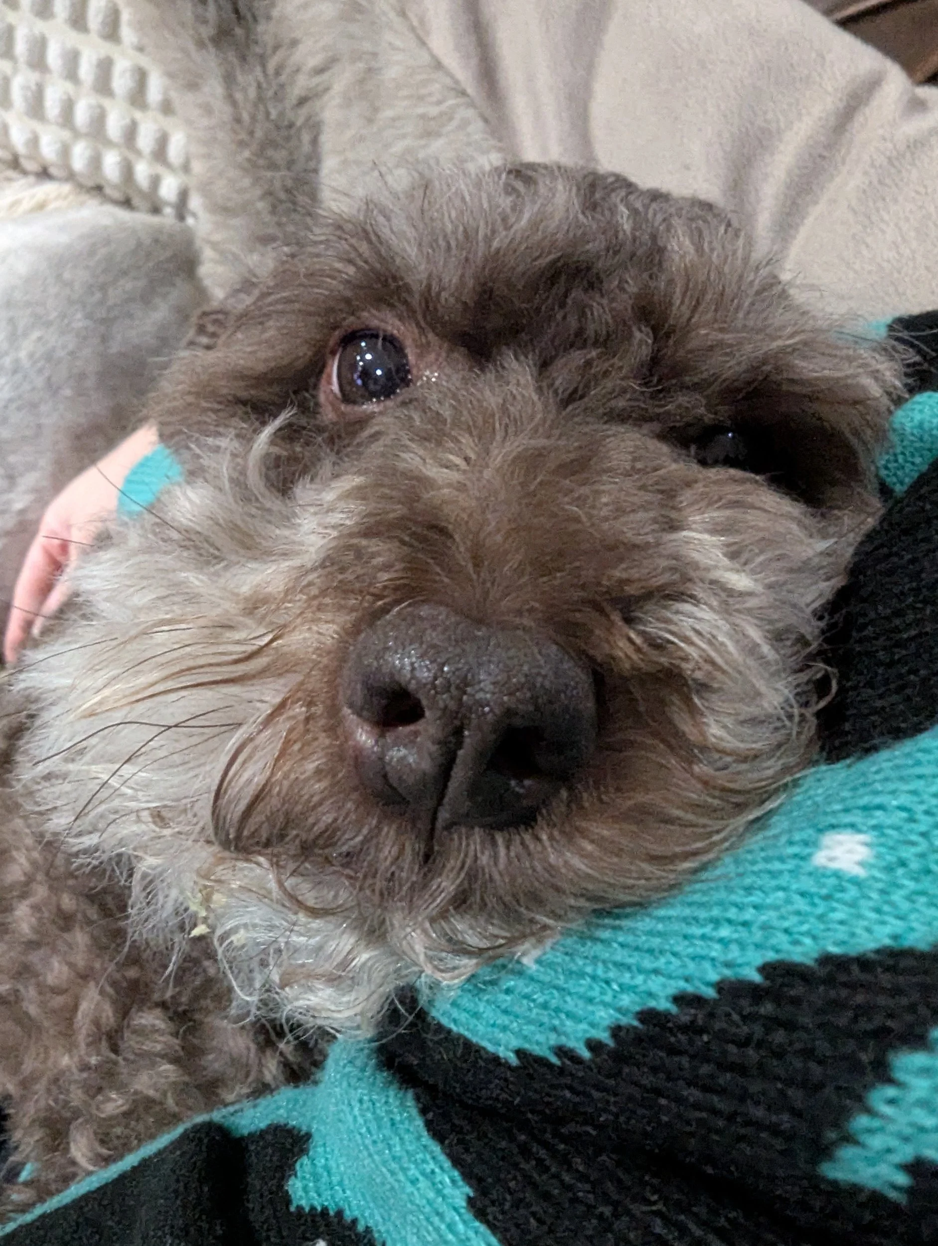 A close-up of a small dog with brown, gray, and white fur, lying on a person's lap, looking directly at the camera with a relaxed expression.