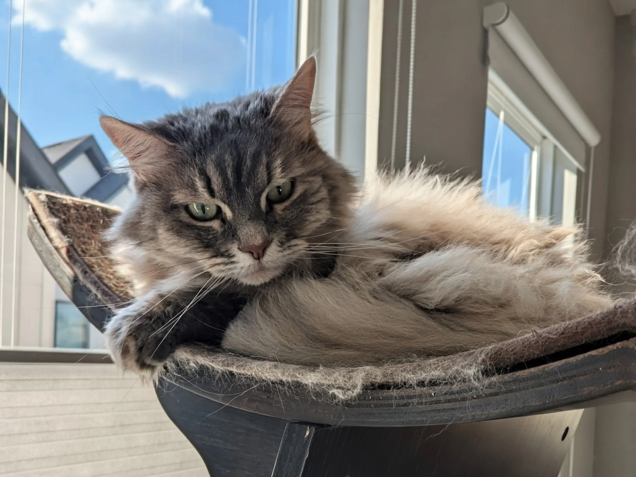 Gray and white long-haired cat resting on a cat hammock near a window, with blue sky and clouds visible outside.