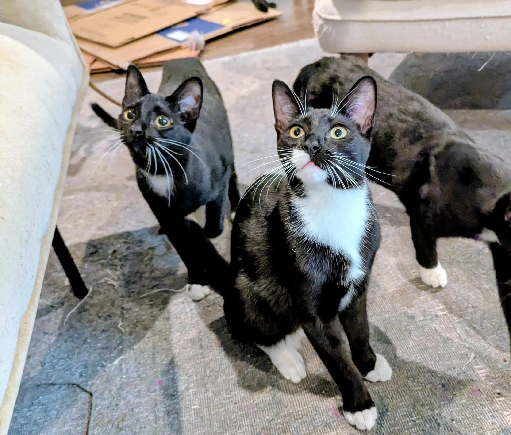 Two black and white cats standing on a carpeted floor indoors, looking up. One is in the foreground with a white chest and paws, the other slightly behind with a white nose and paws.