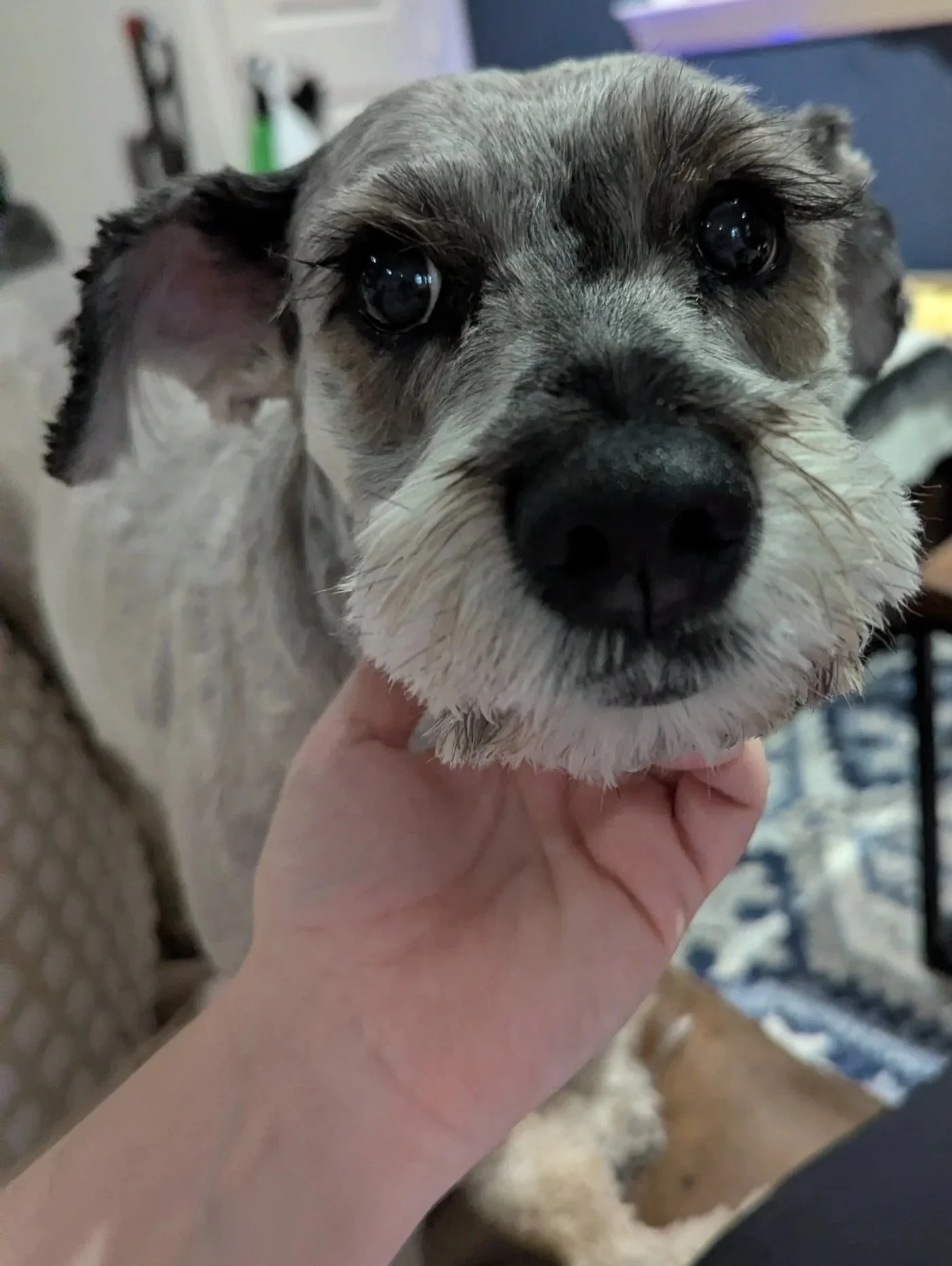Close-up of a puppy with a gray and white coat and big dark eyes, being gently held by a person's hand under its chin.