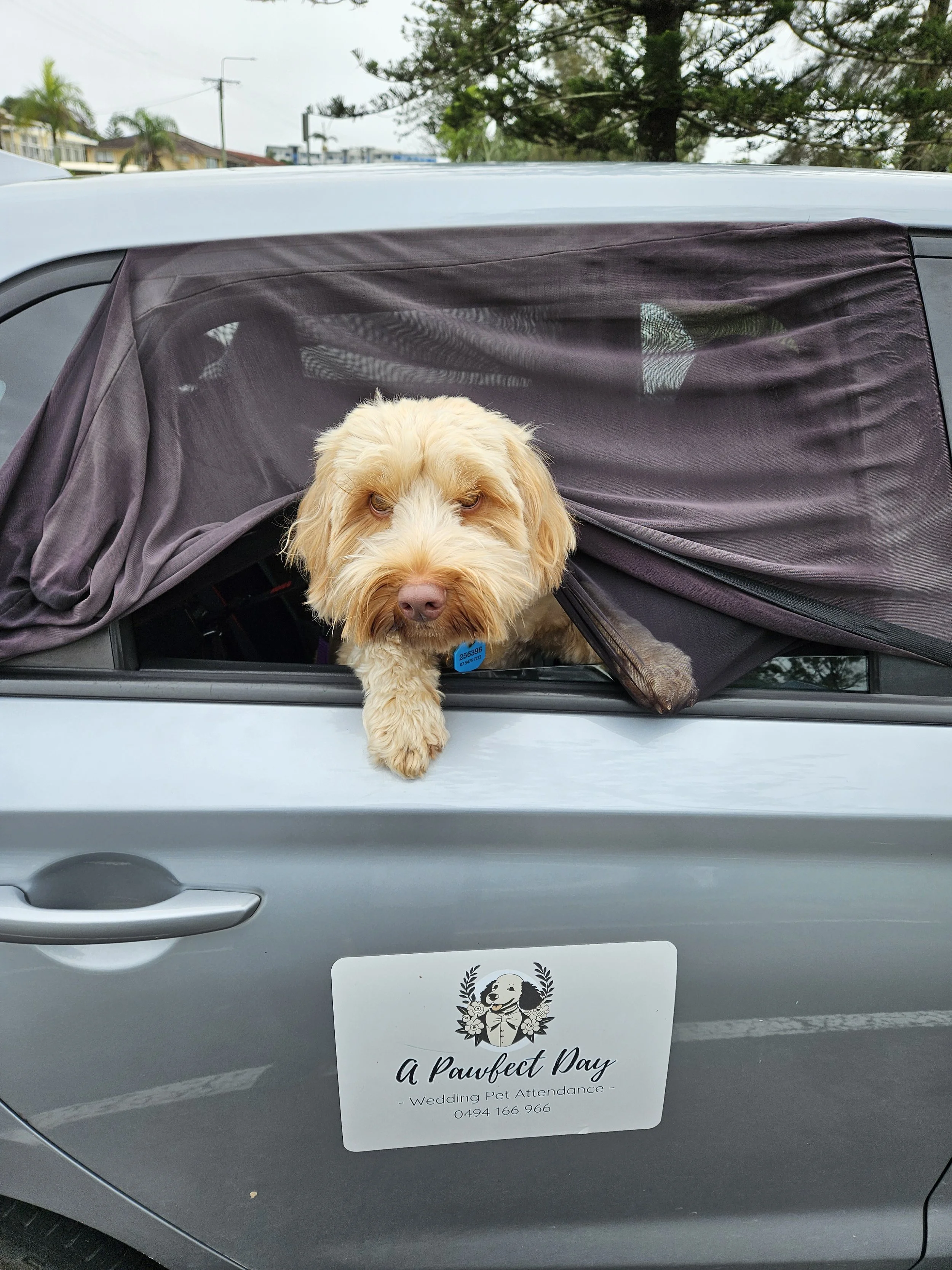 From ceremony handling and photo support to transport - Clara loved to be involved in every step!