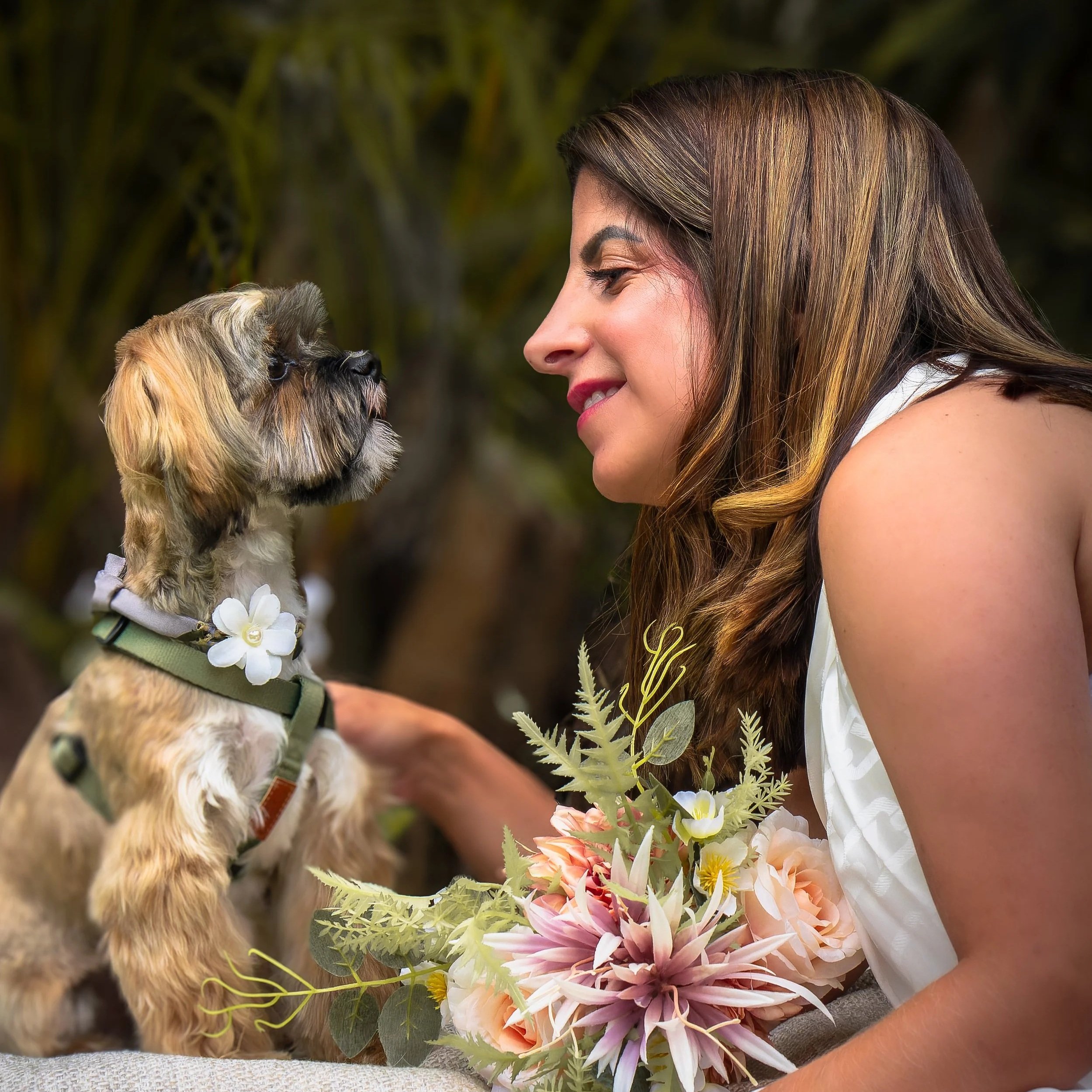 Bride with dog during golden hour wedding photoshoot Sunshine Coast