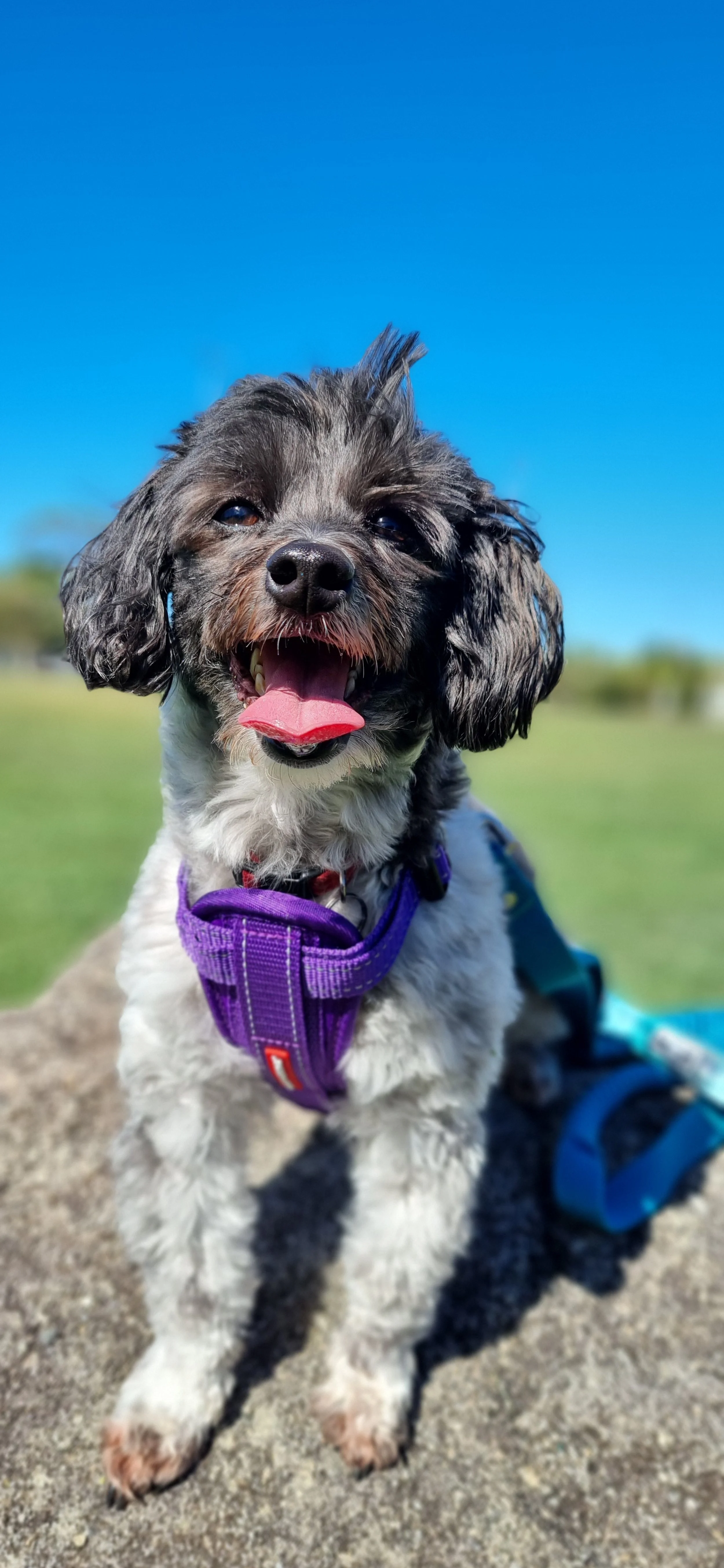 Mapoodle enjoying their walk on the Sunshine Coast