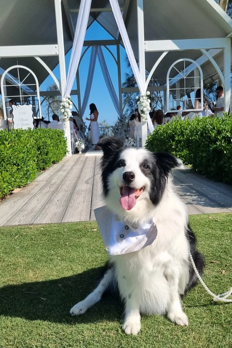 BJ’s big moment at Sandstone Point Hotel ✦  Senior boy BJ  proved that even the older dogs can have their perfect wedding moment, walking down the aisle with the bride’s nephew at a gentle pace. With plenty of shade and water breaks to keep him comfo
