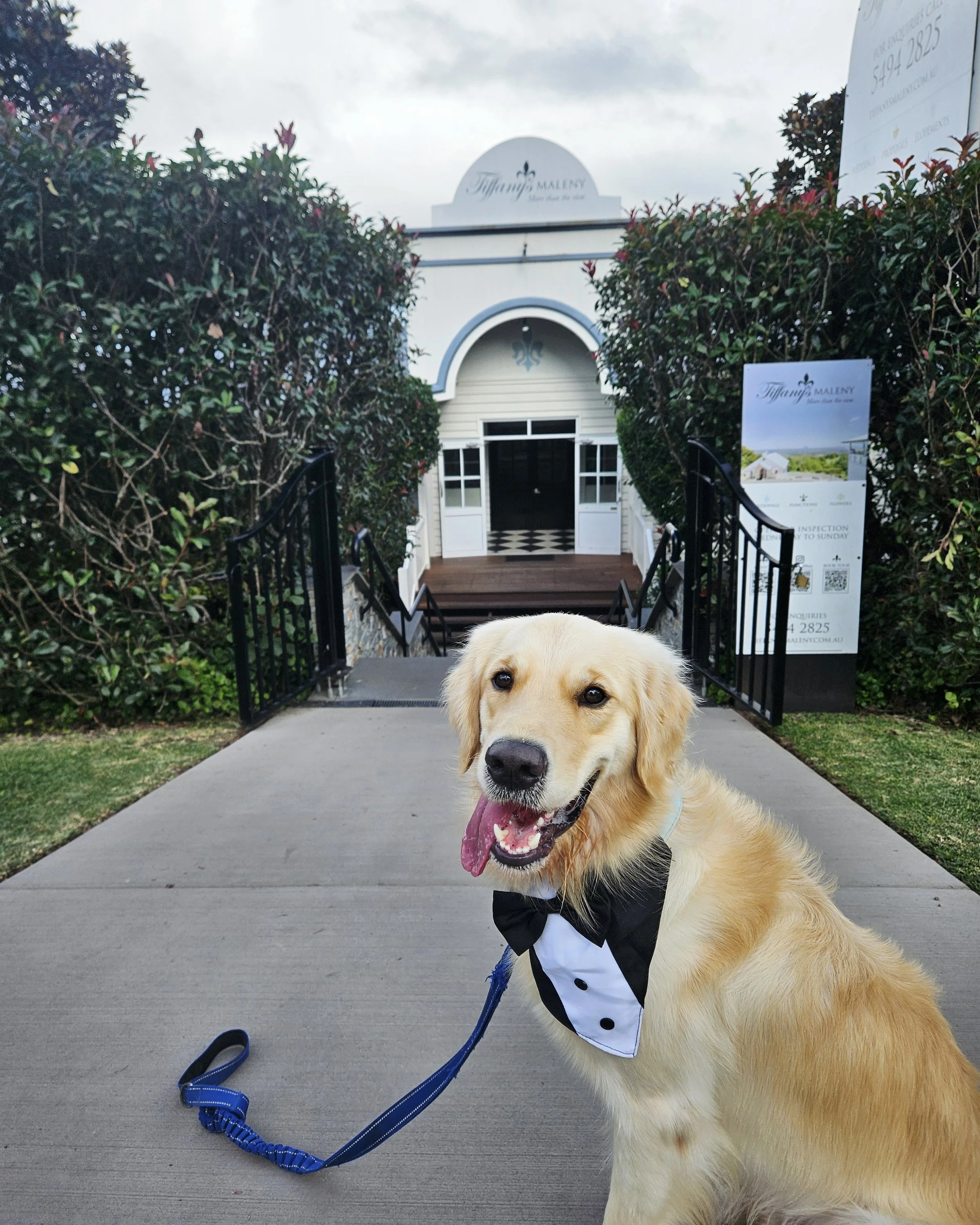 Levi’s big moment at Tiffany’s Maleny ✦  
Watching Mum and Dad get hitched at Tiffany’s Maleny was a special day for Levi, too! He ran down the aisle into their arms with pure joy, then enjoyed calm dog sitting during the canapé reception while the h