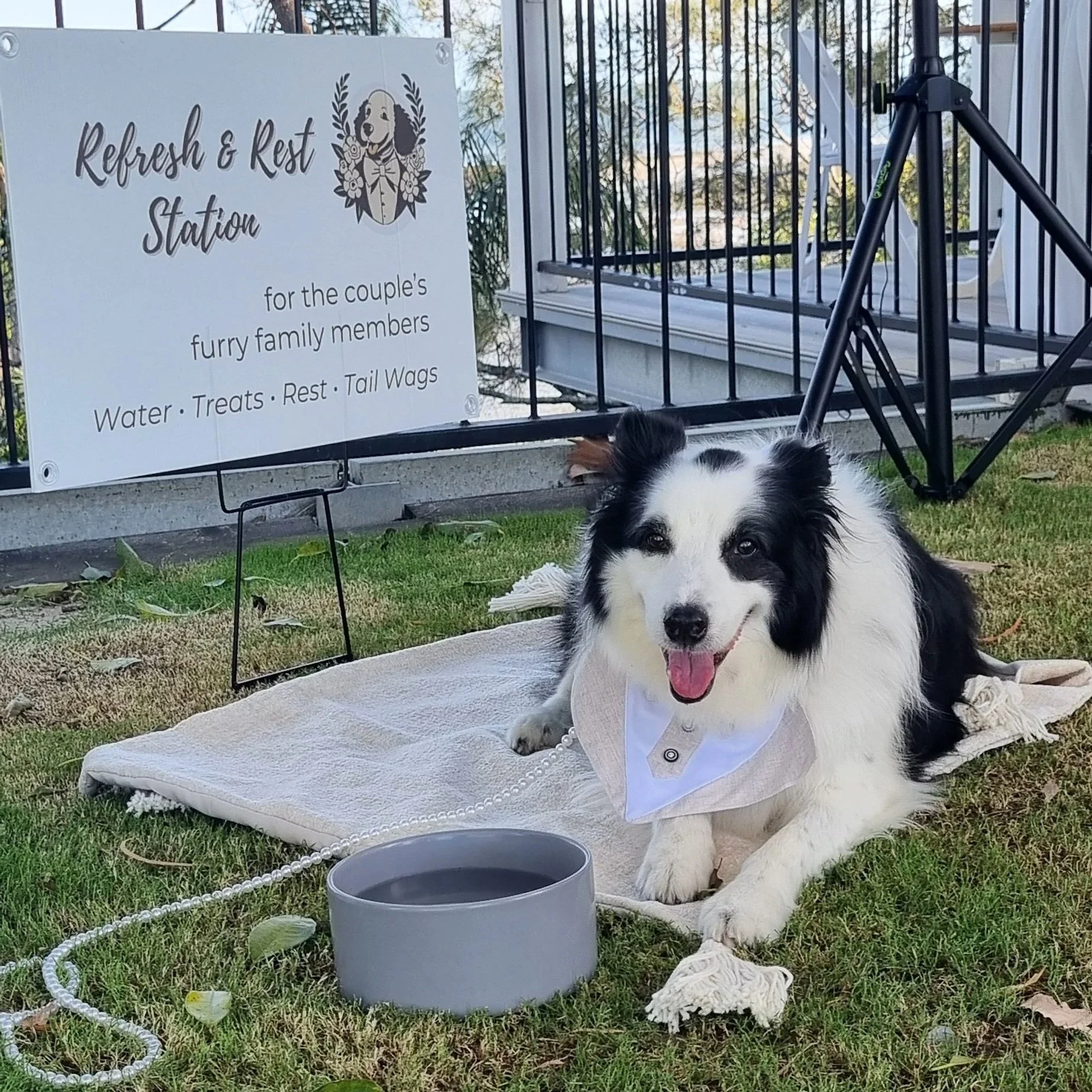 Border Collie enjoying a rest during the ceremony