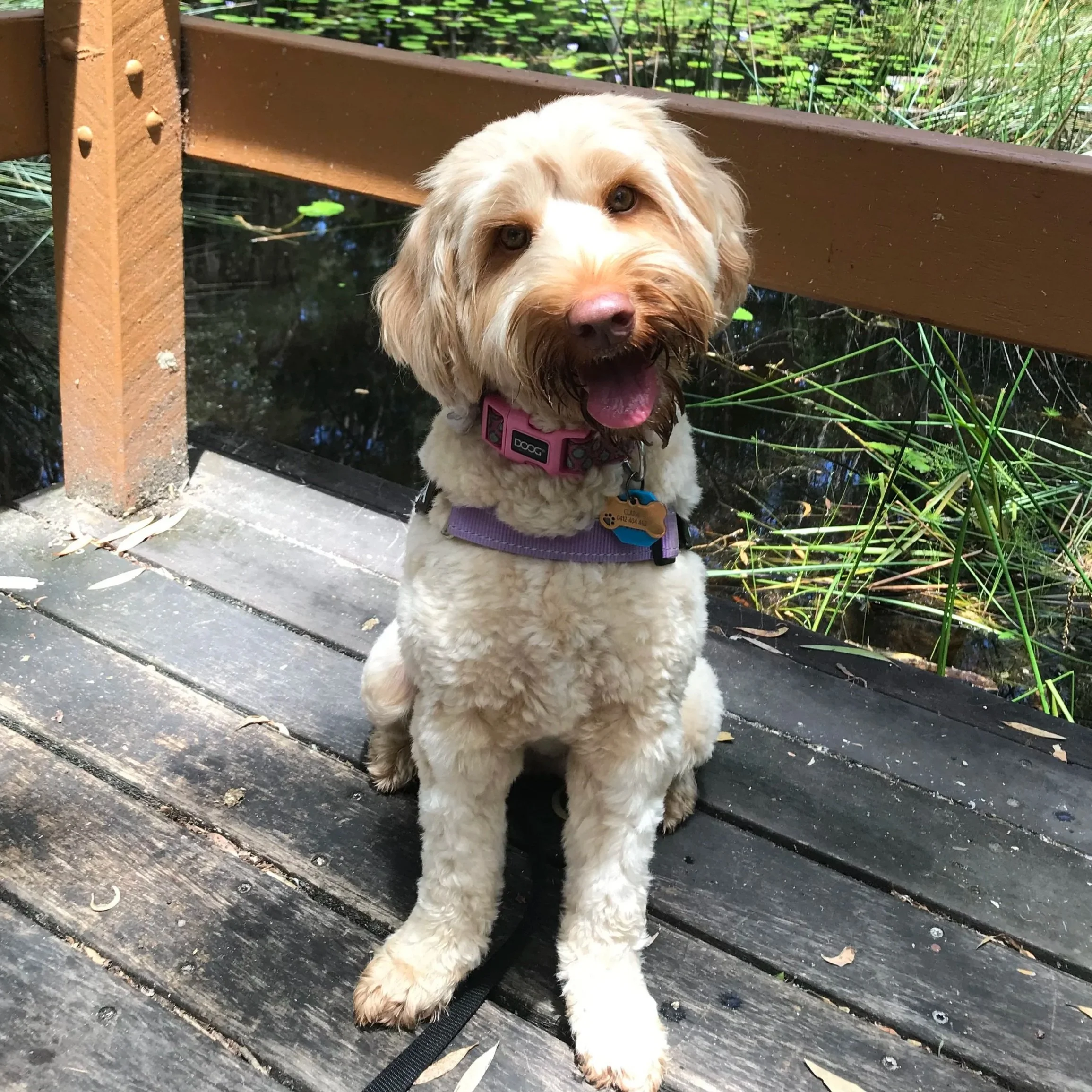 Labradoodle on individual dog walk in Caloundra
