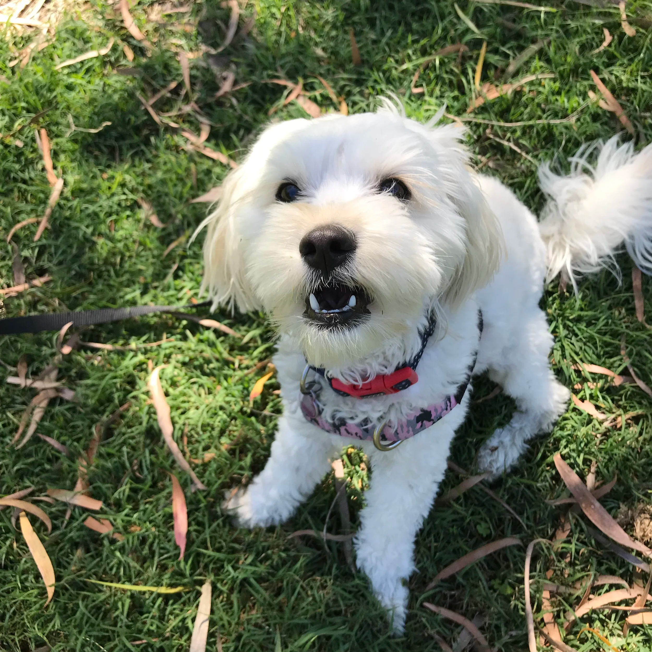 White dog having fun on their weekly walk Birtinya
