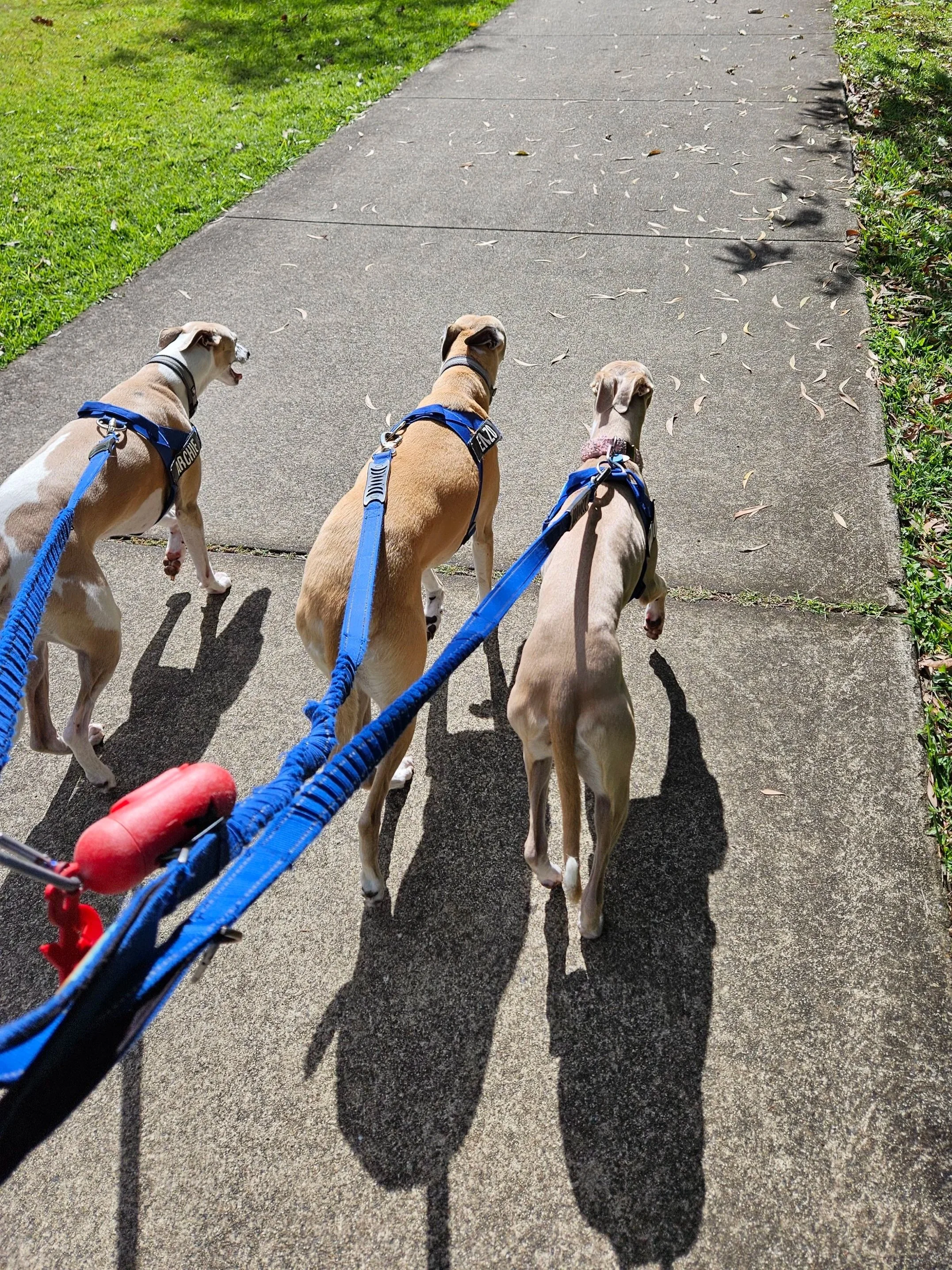 Three dogs on leashes walking on a sidewalk with green grass and shadows cast by the dogs and leashes.