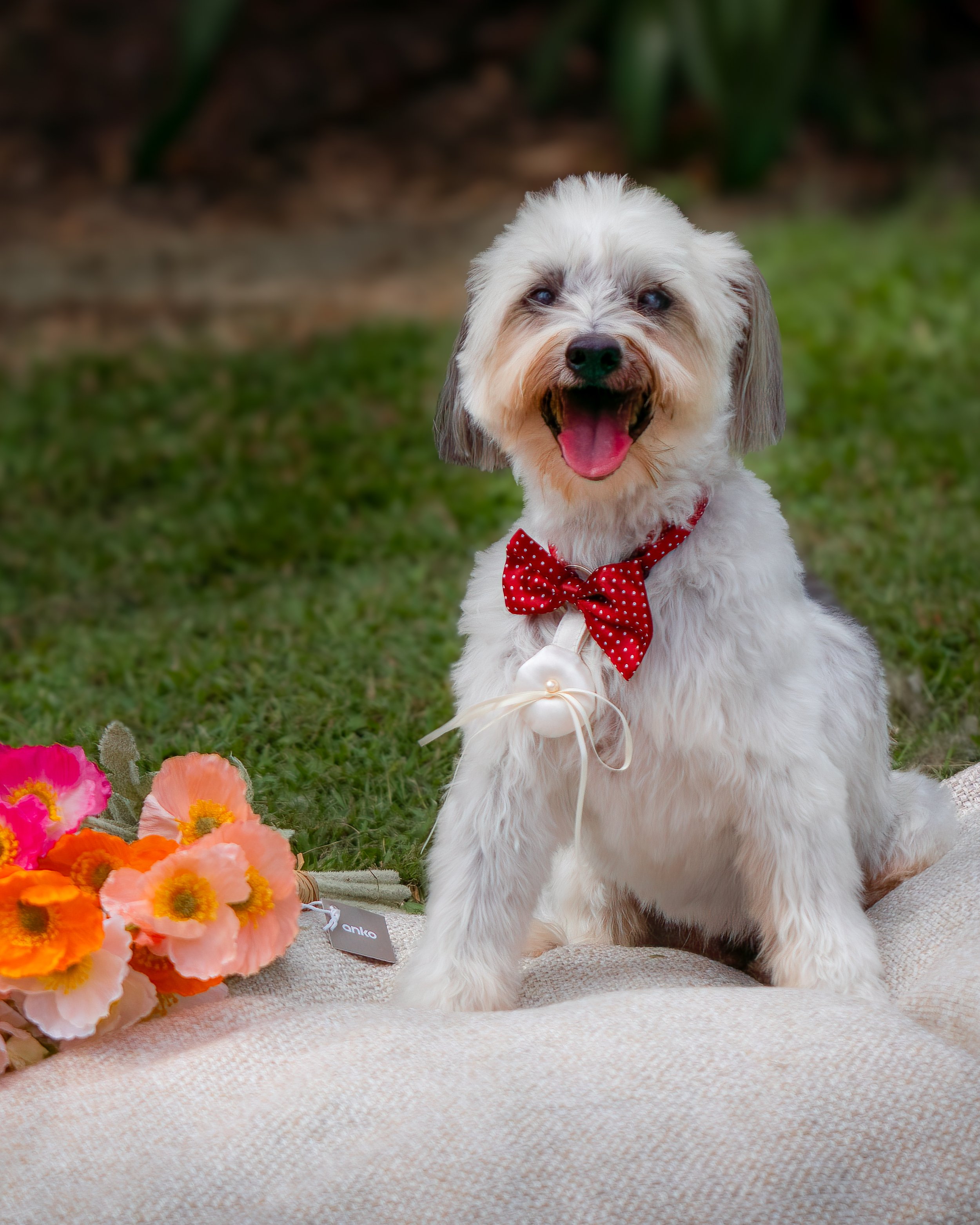 Dog as ring bearer at Sunshine Coast hinterland wedding