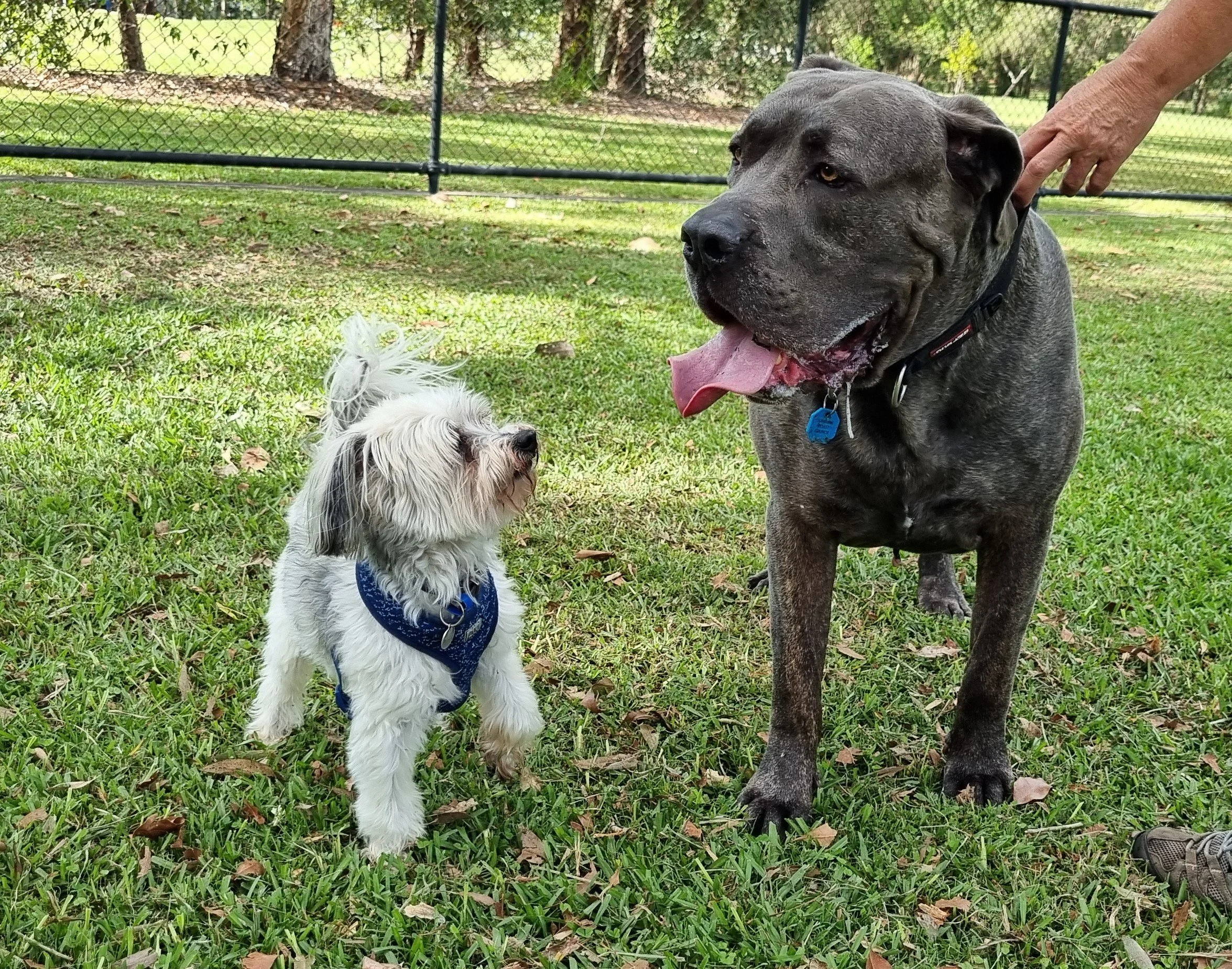 A small and a large dog looking at each other | Sunshine Coast