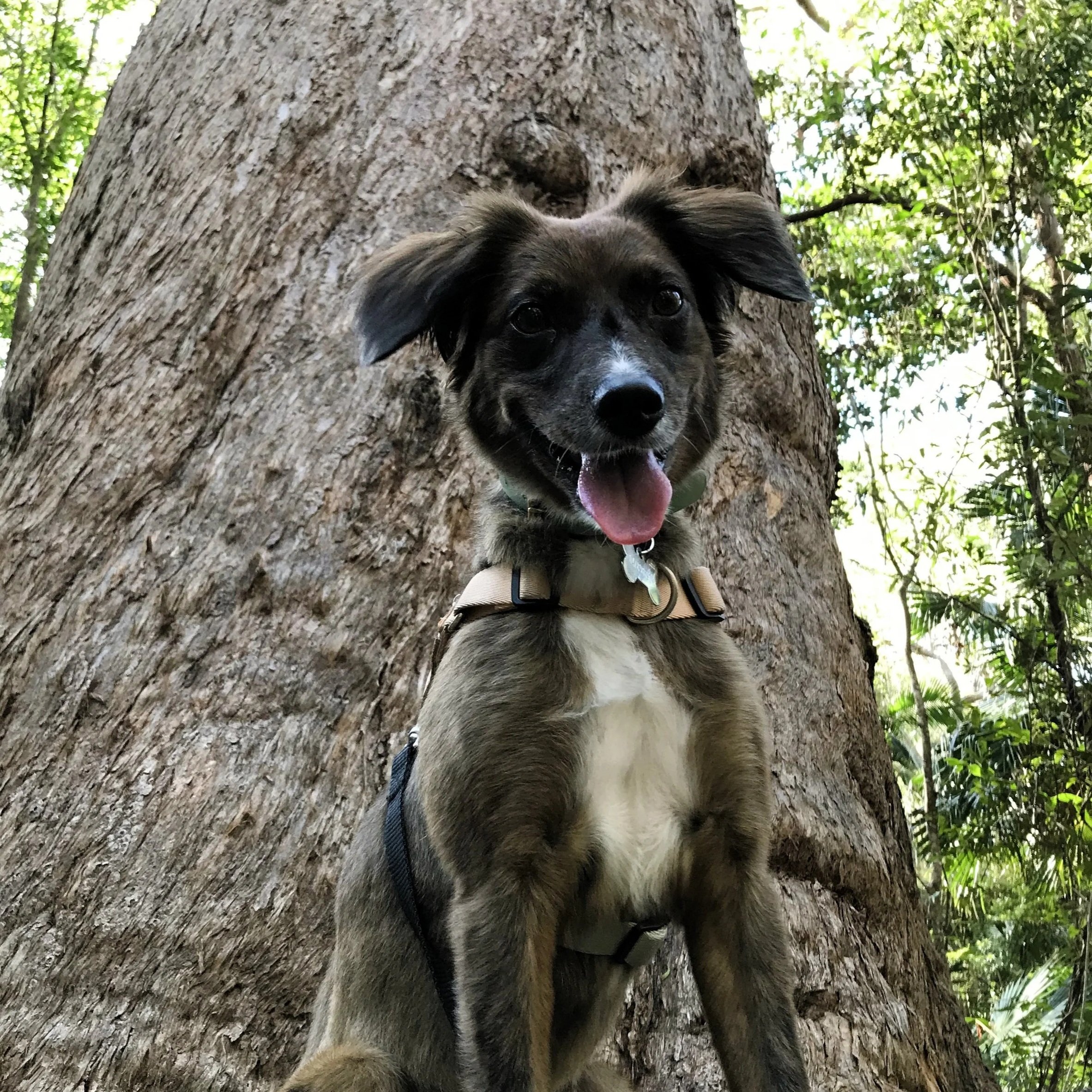 Aussie Shepherd during doggie adventure in 4551 postcode Sunshine Coast