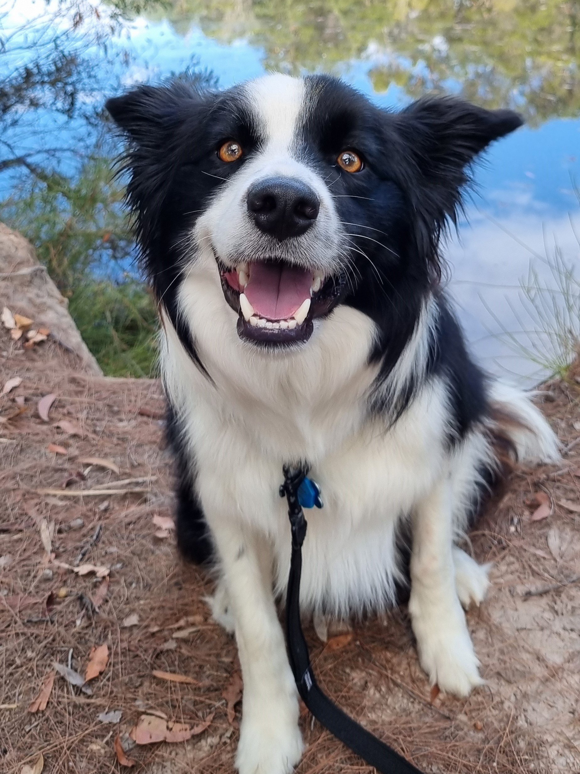 Border Collie excited for a swim in the creek Currimundi