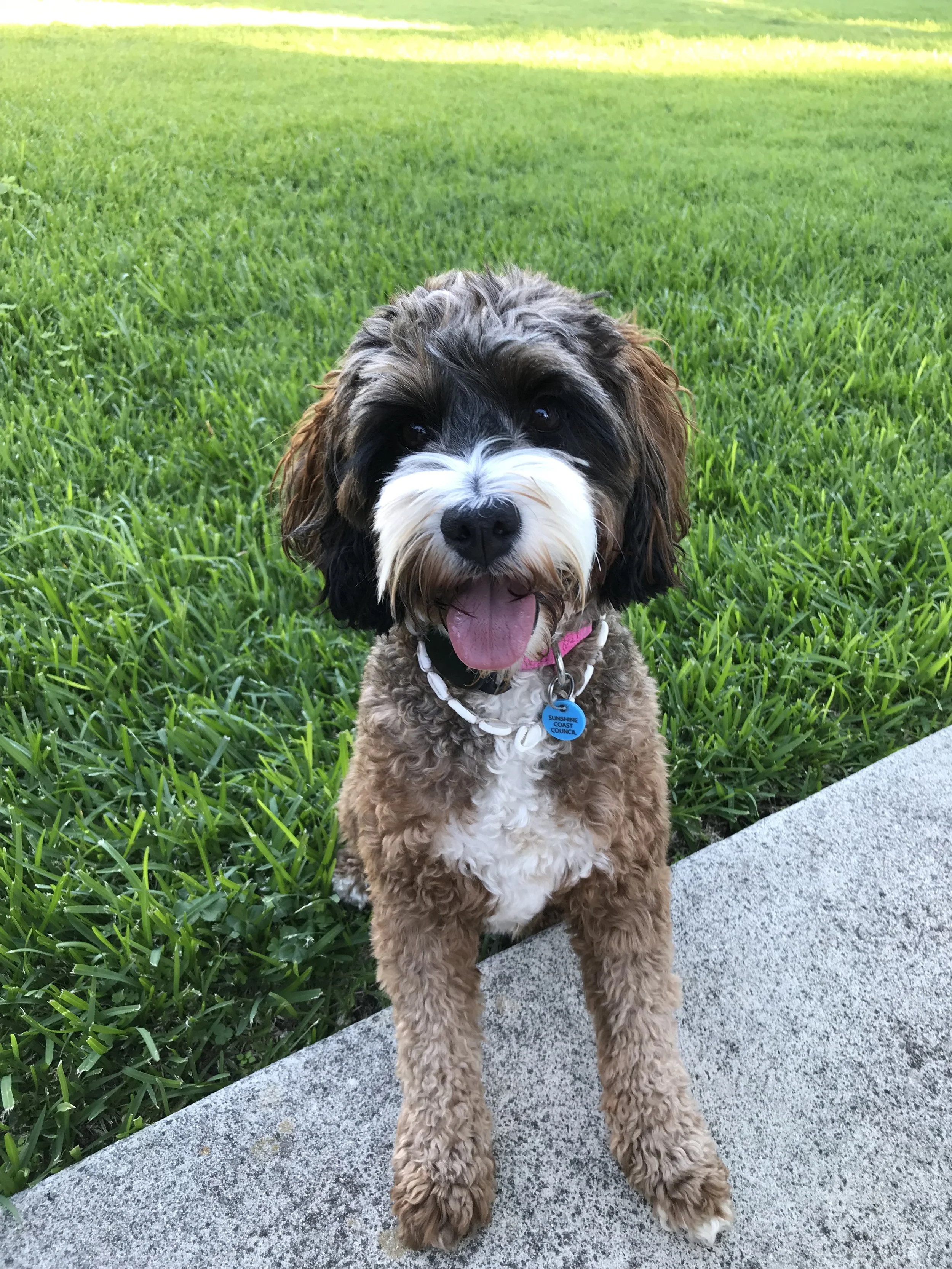 Cavoodle after a big run on the beach Sunshine Coast