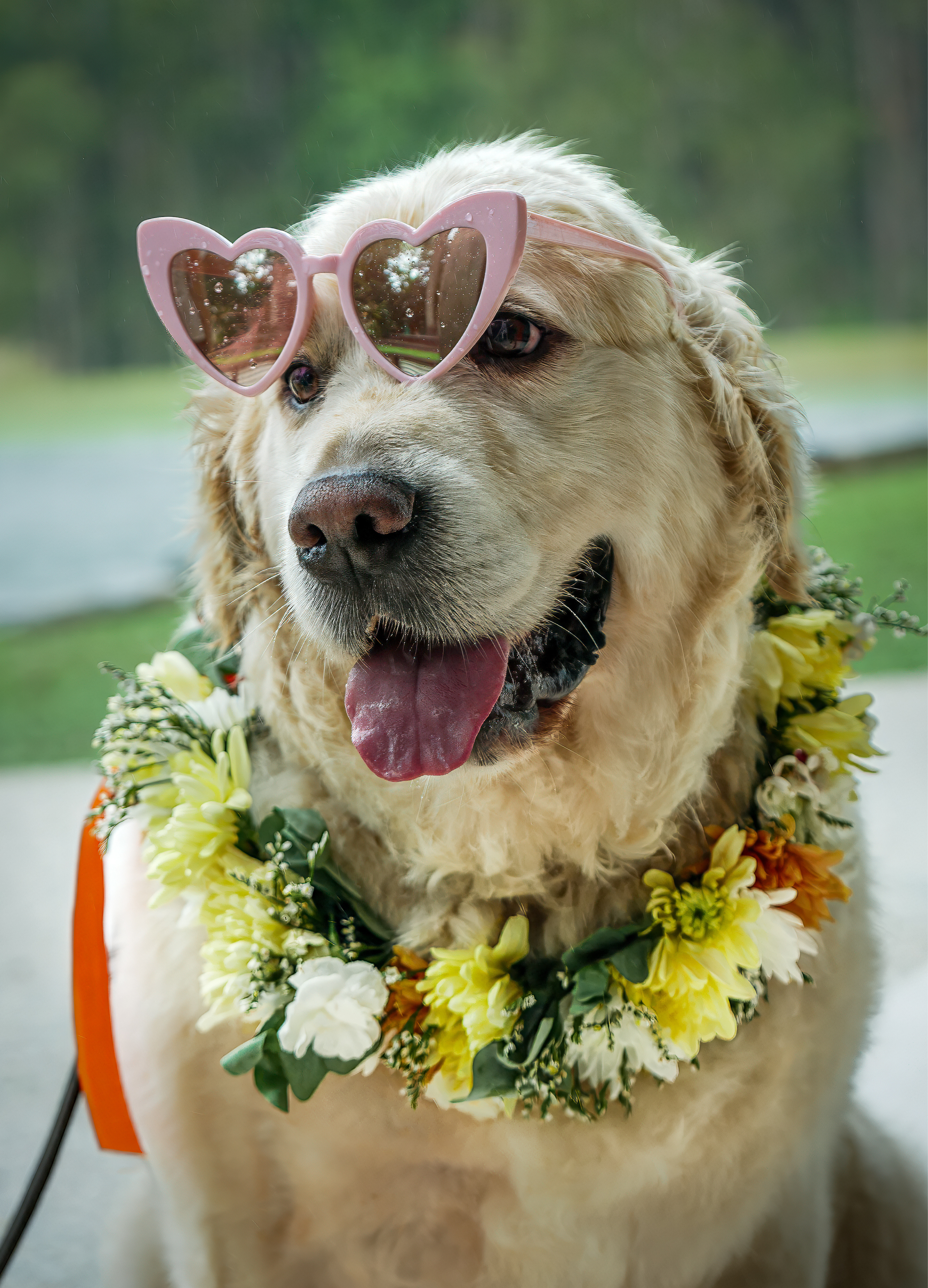 Calm flower dog at Sunshine Coast wedding