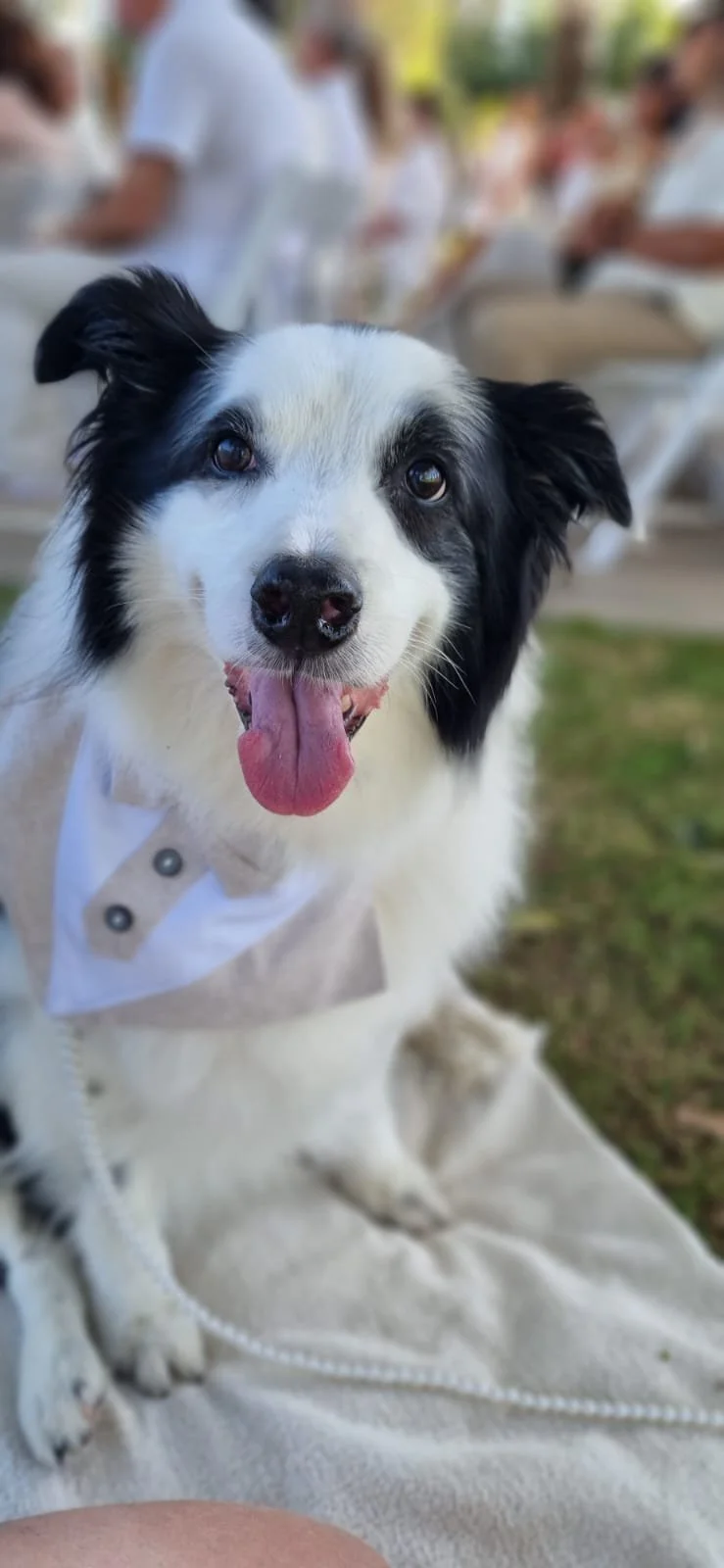 Dog during wedding ceremony Sandstone Point Hotel