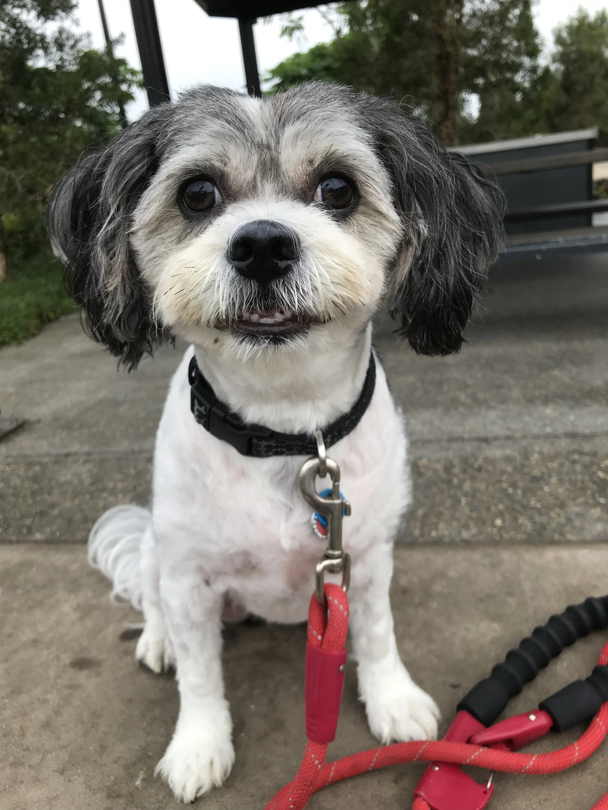 Happy dog enjoying one‑on‑one care from Oscar Meets Hugo Sunshine Coast