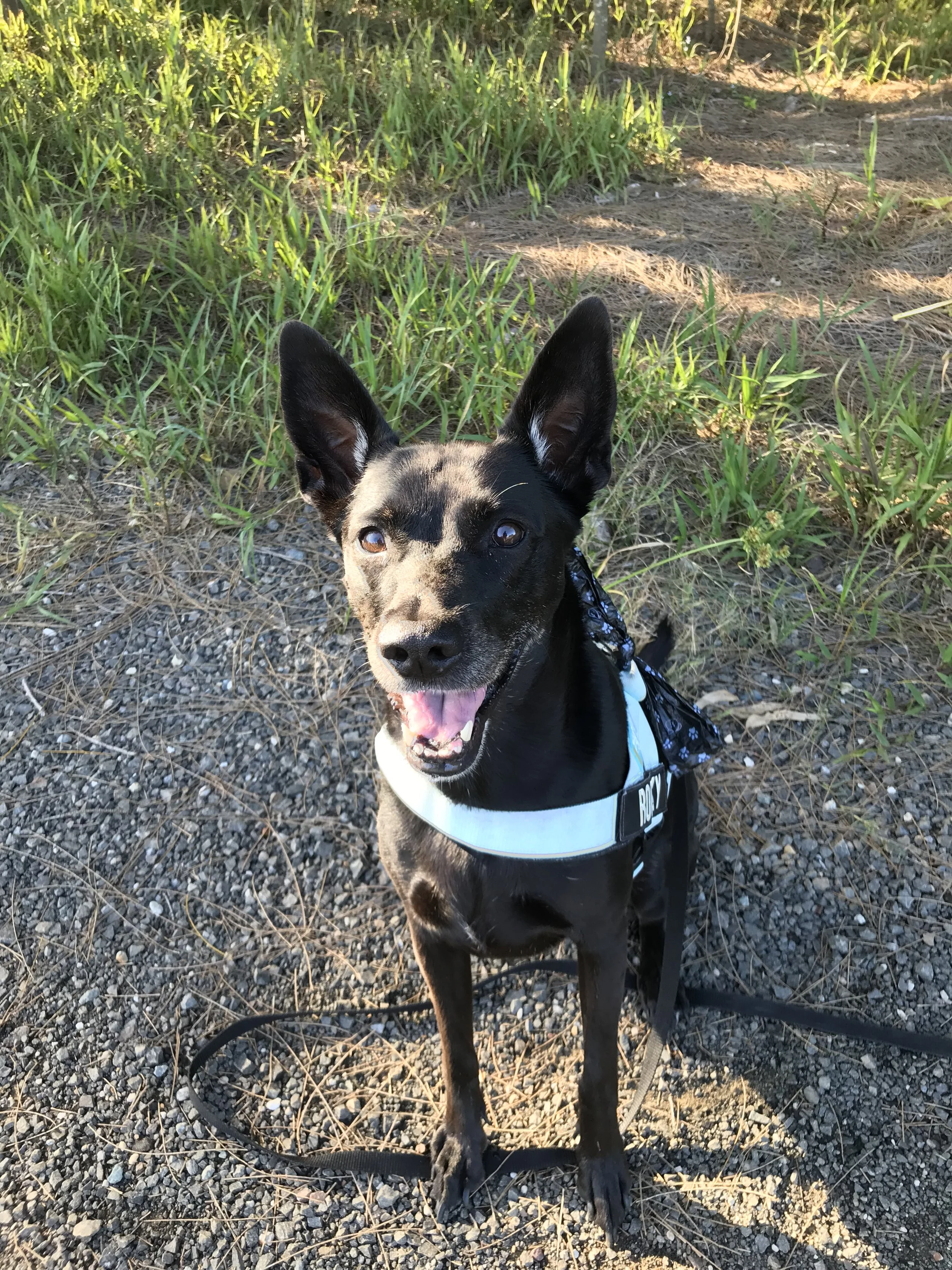 Dog enjoying a doggie adventure at Kawana Forest Sunshine Coast