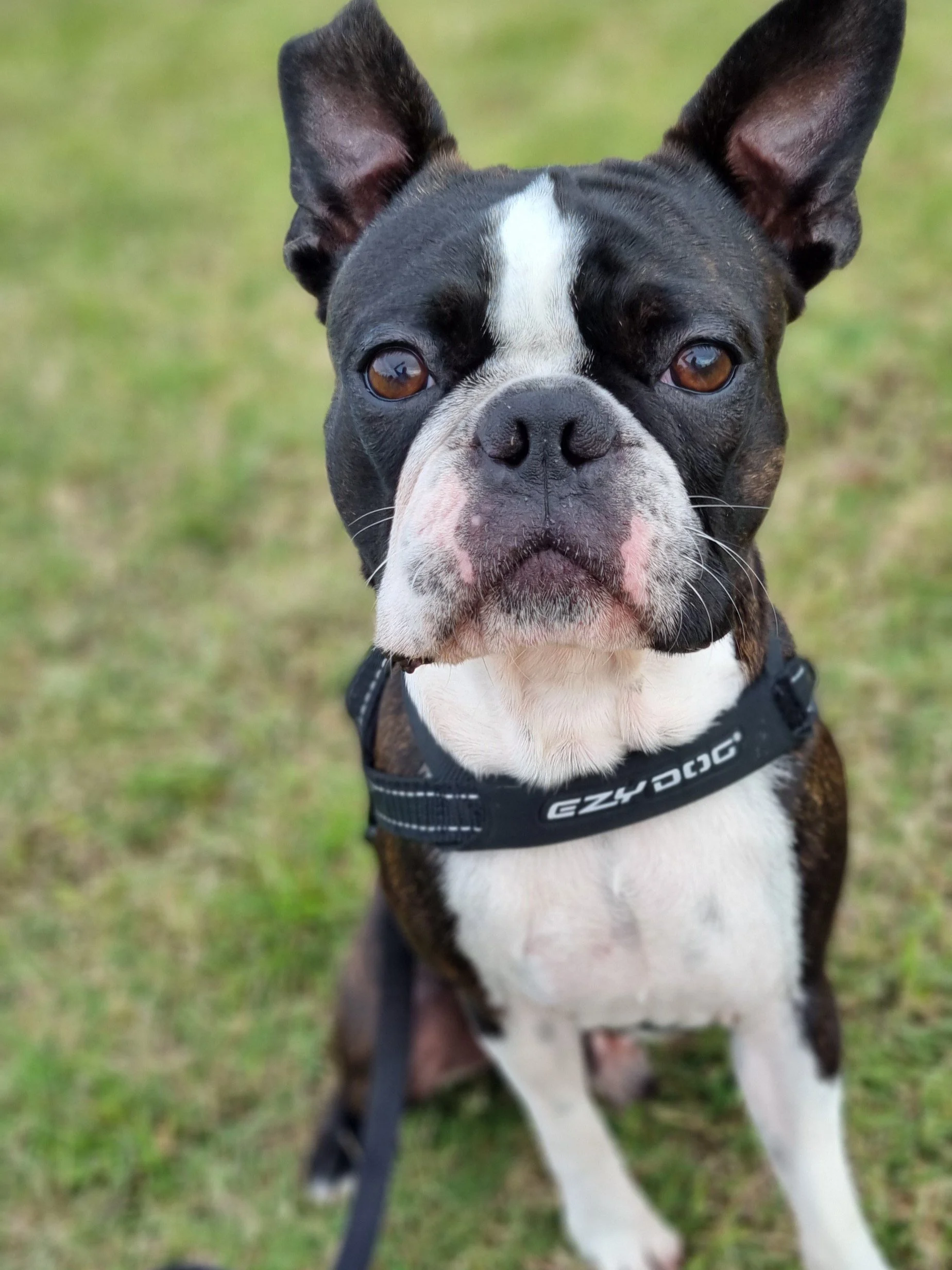 Boston Terrier receiving enrichment play during holiday care Pelican Waters