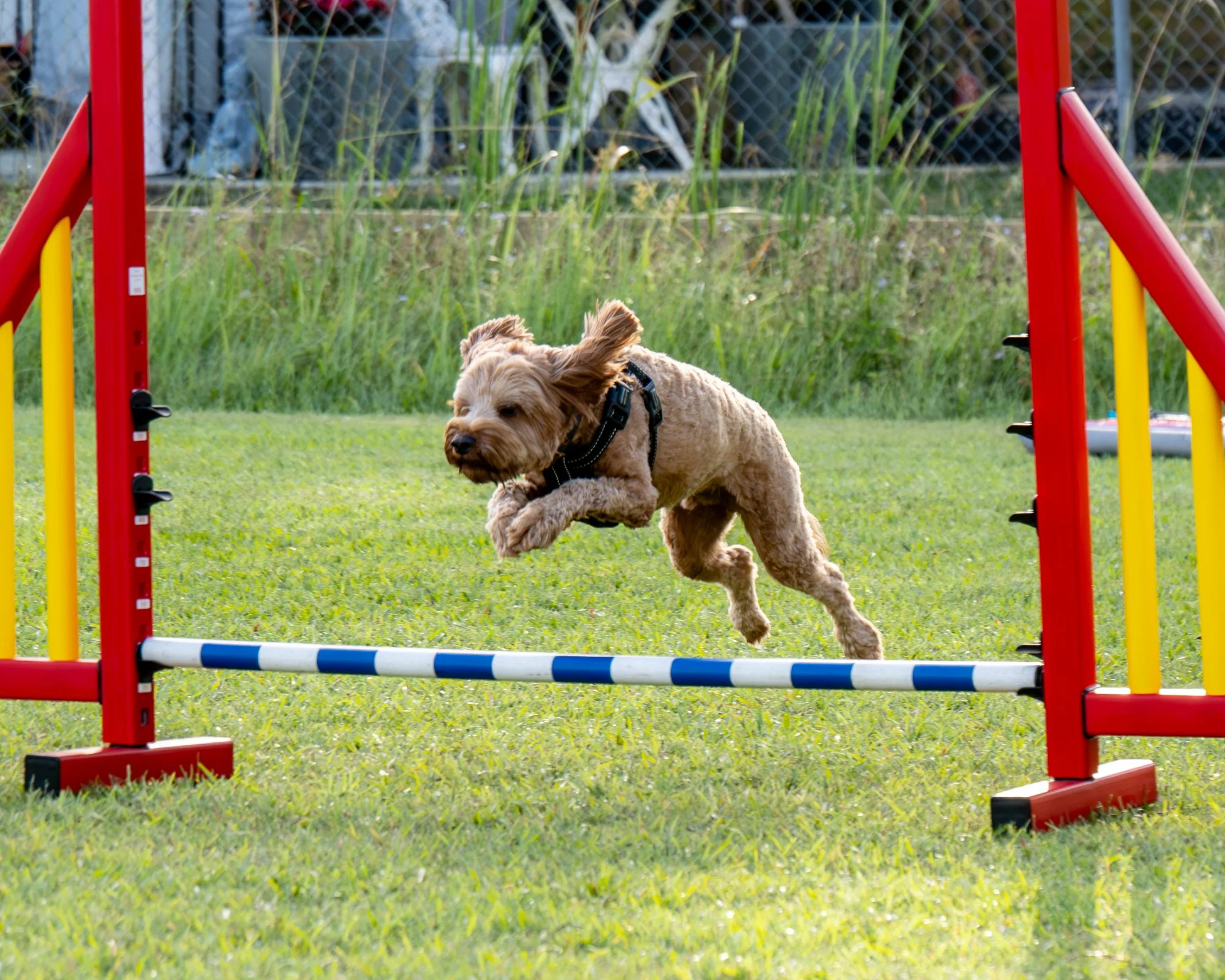 A dog running and jumping over a colorful agility hurdle on a grassy field.